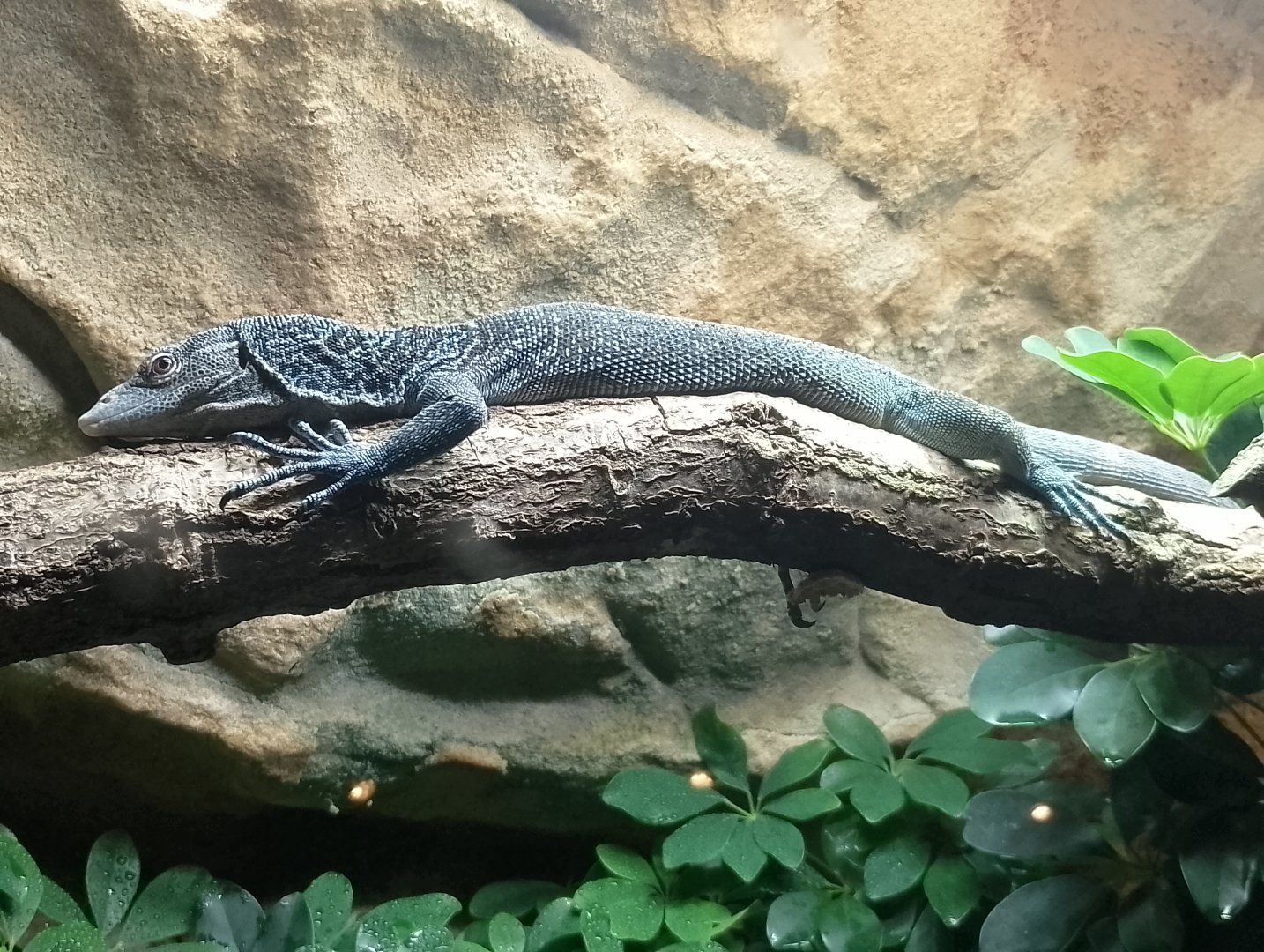 Blue-spotted monitor