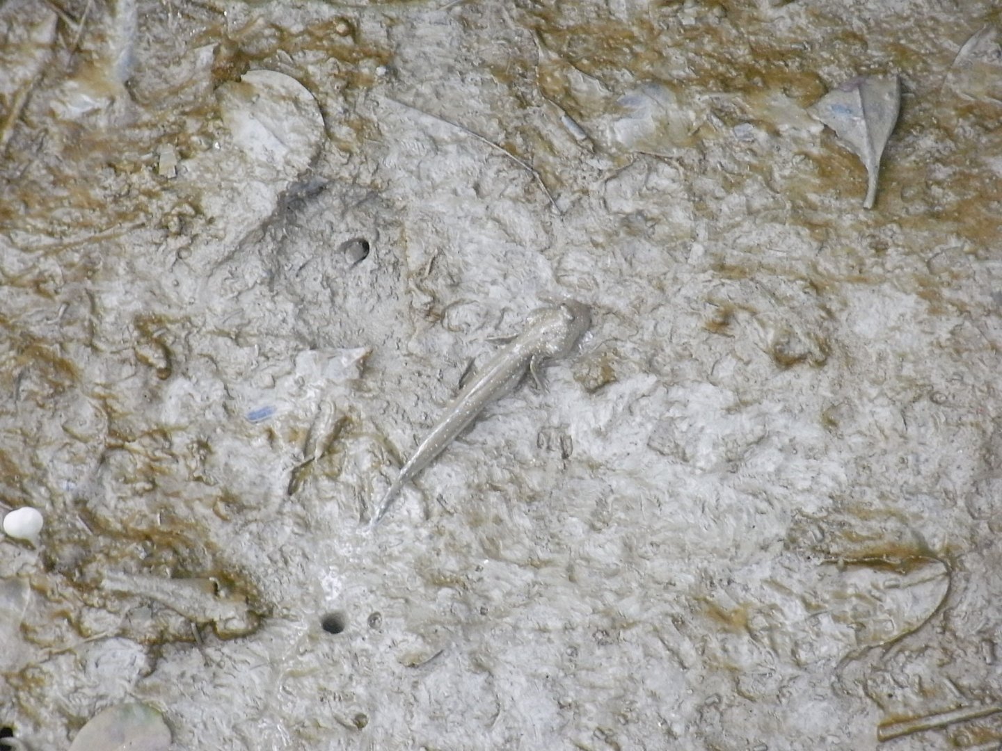 Blue Spotted Mudskipper
