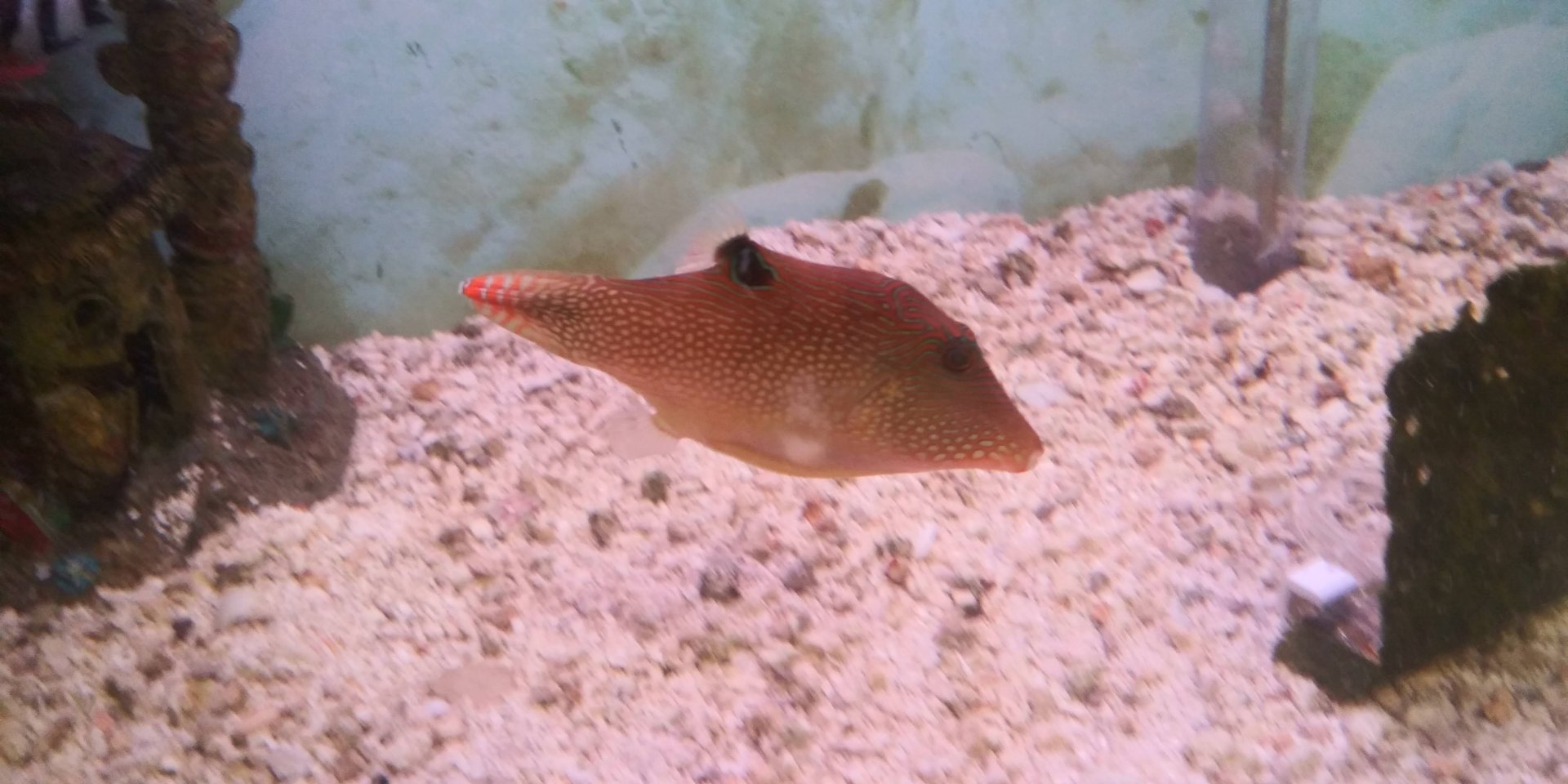 Blue spotted puffer (Canthigaster solandri)