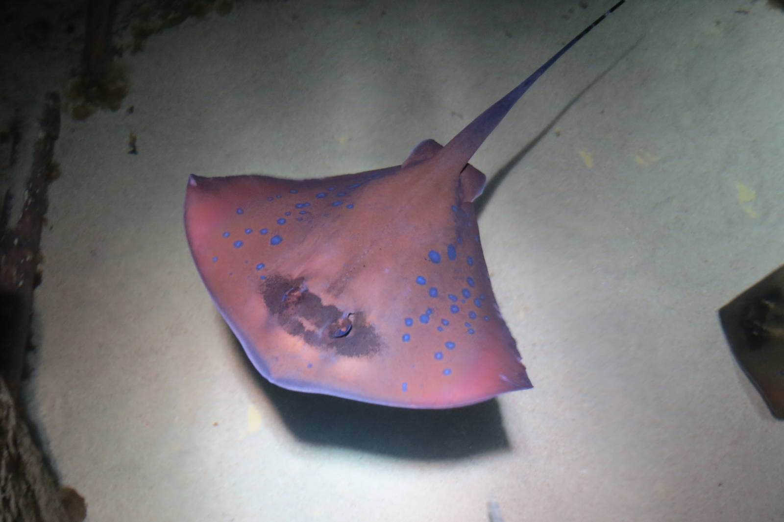 Blue Spotted Ray 160515