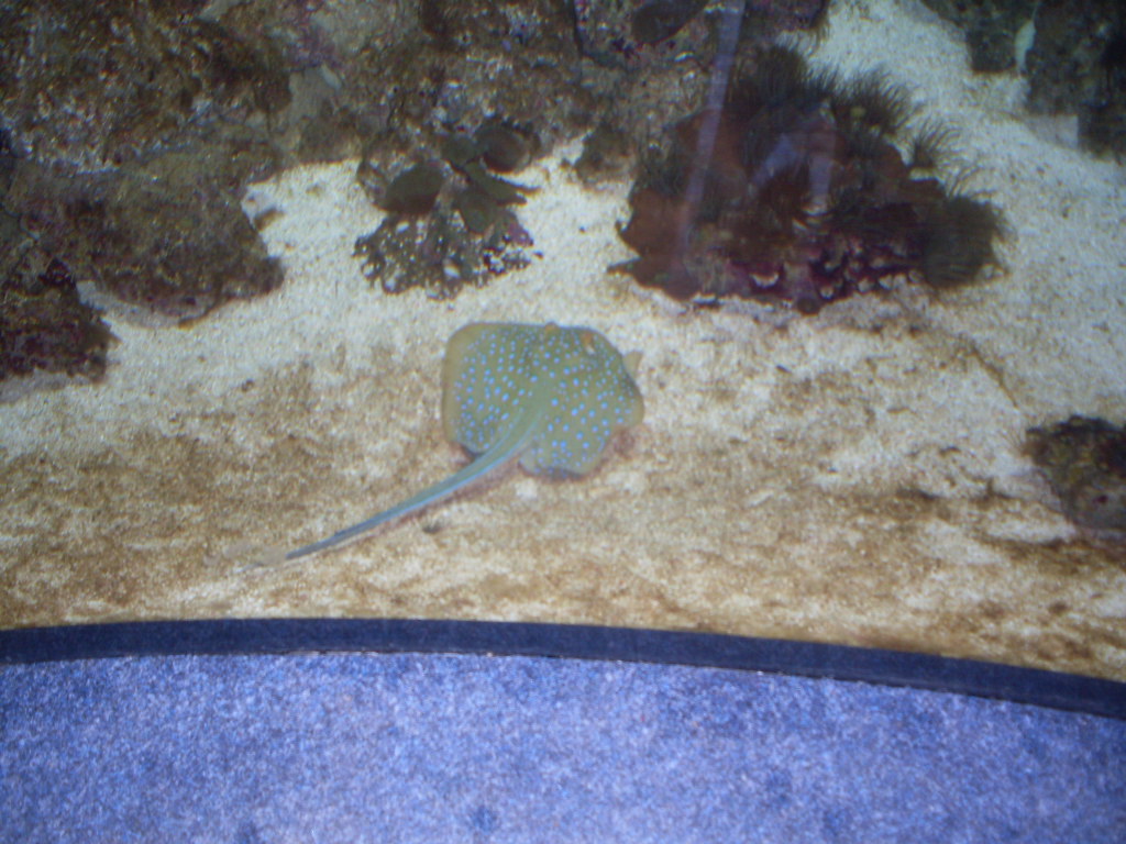 Blue- spotted ray in Green Pyramid