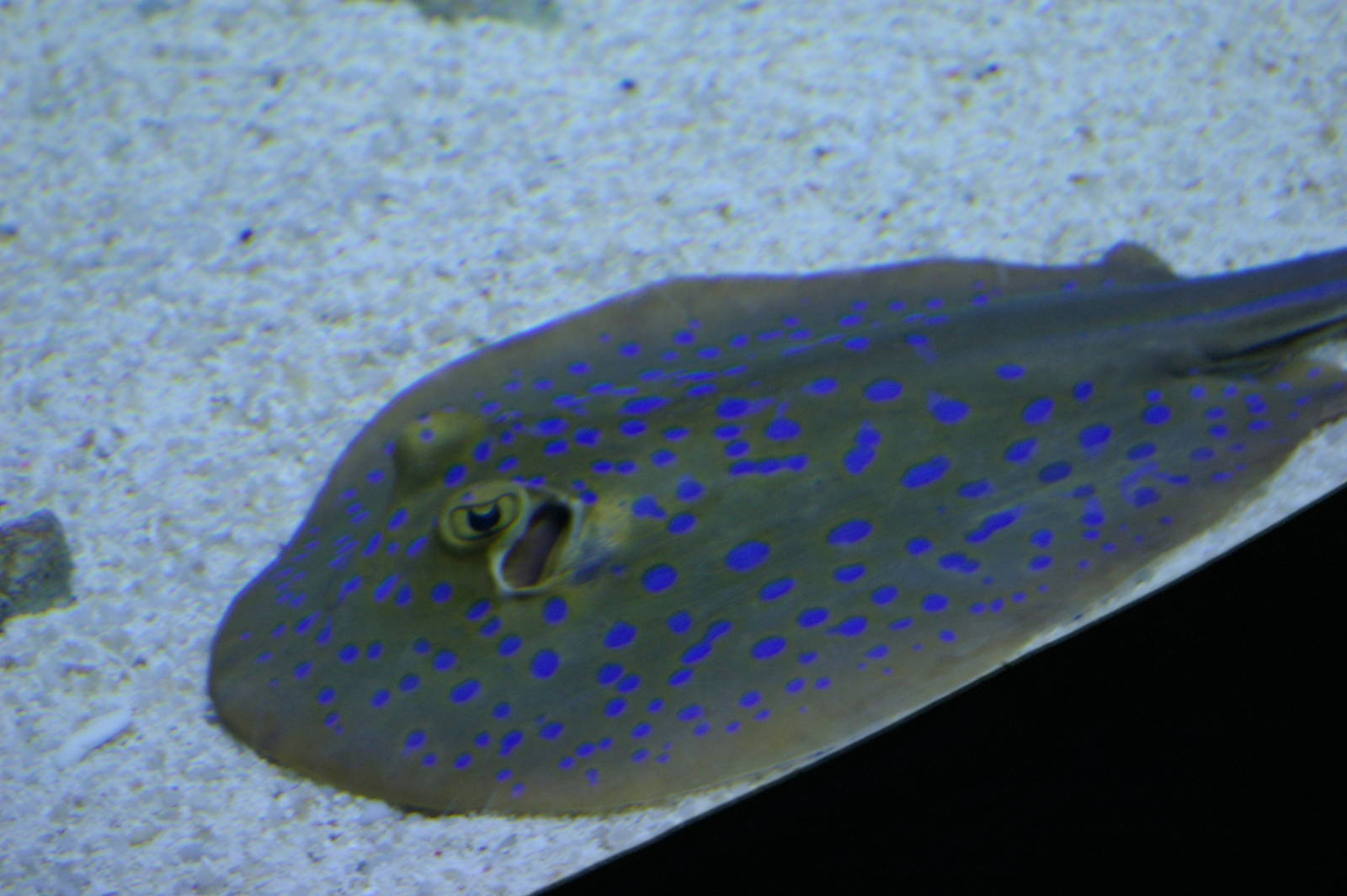 blue-spotted ray, Pattaya Underwater World (Thailand)