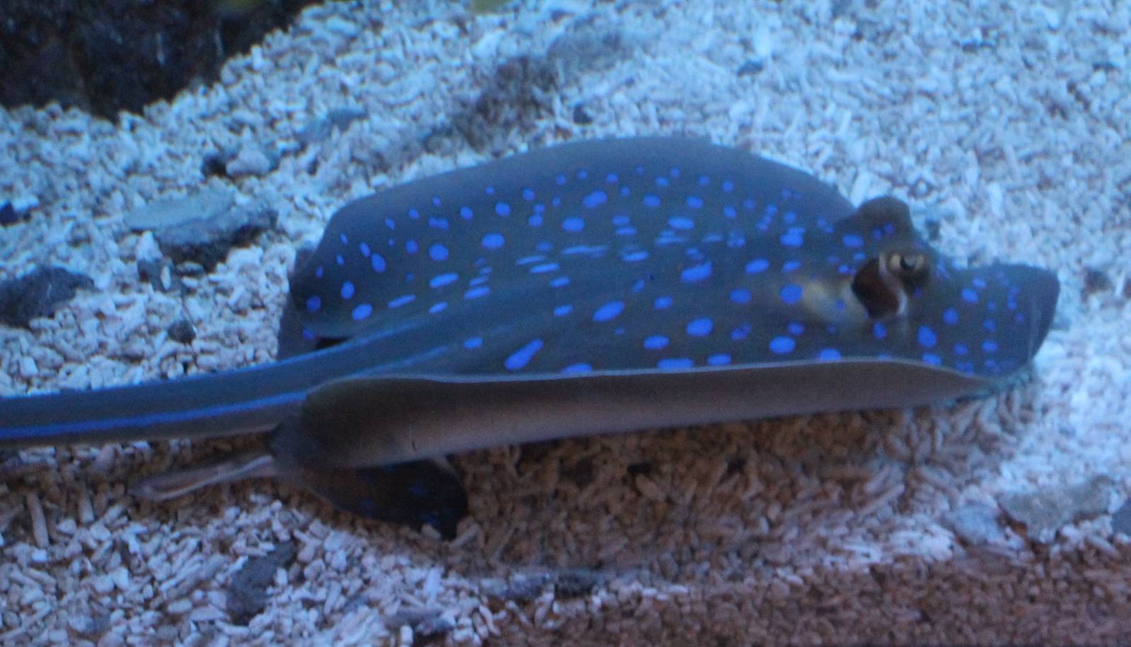 Blue-spotted ray