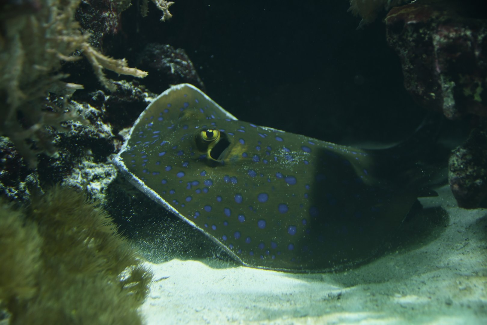 Blue-spotted ray