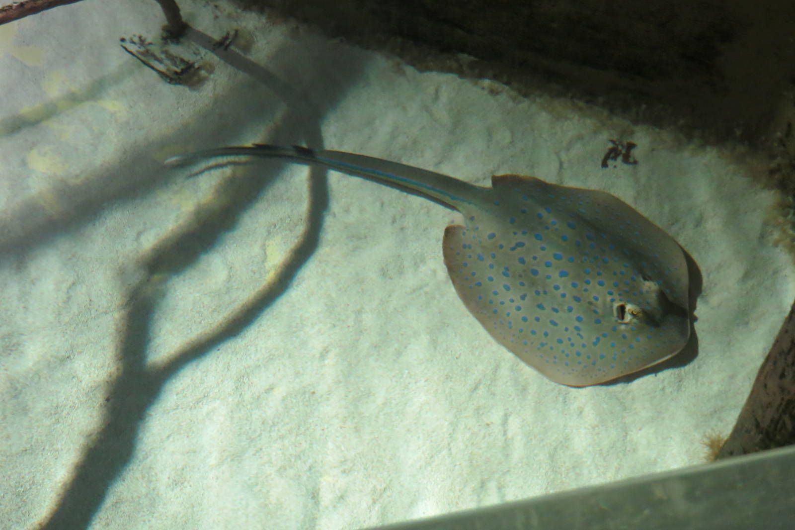 Blue Spotted Ribbontail Ray 160515