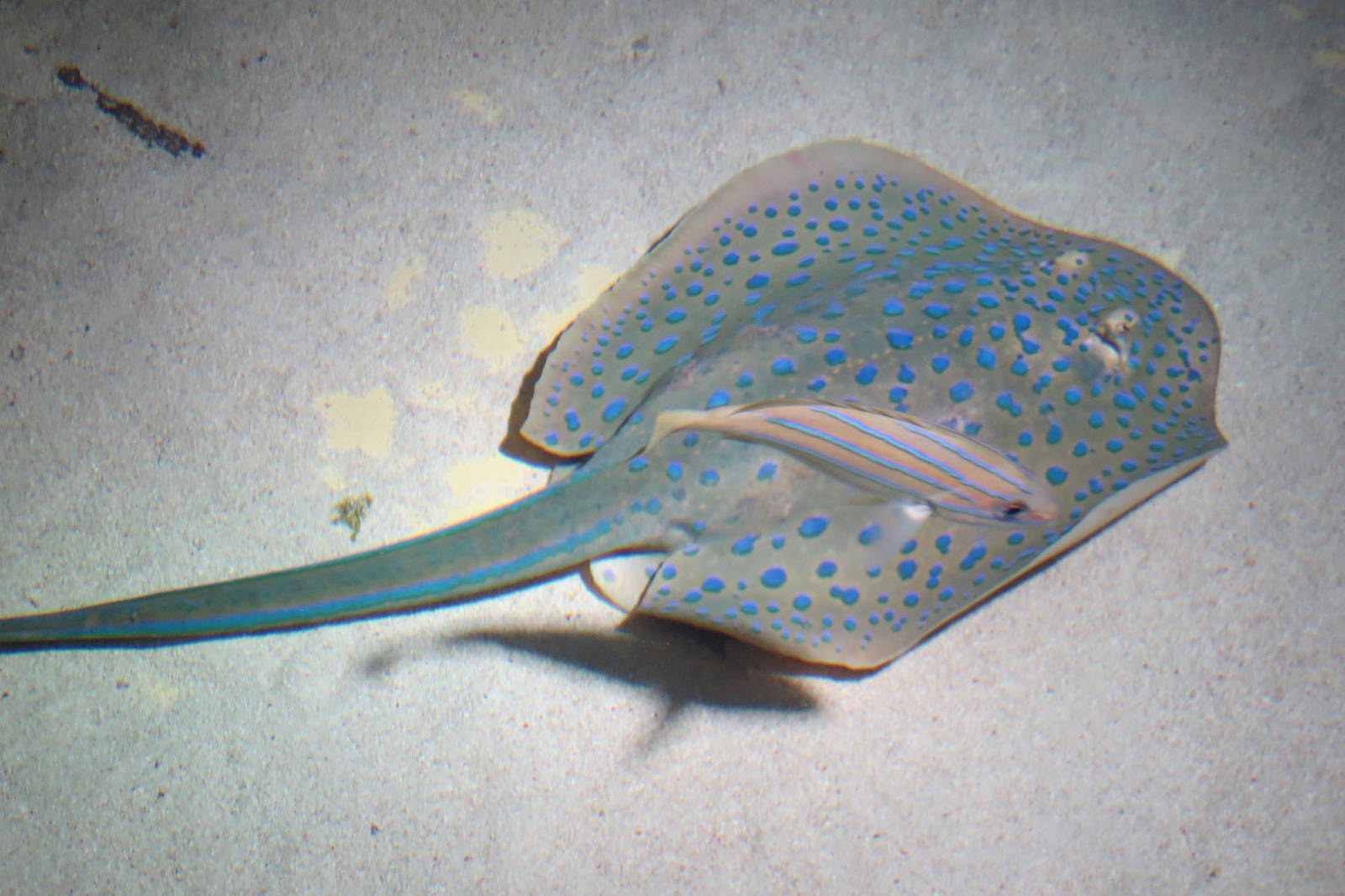 Blue Spotted Ribbontail Ray and other fish 160515