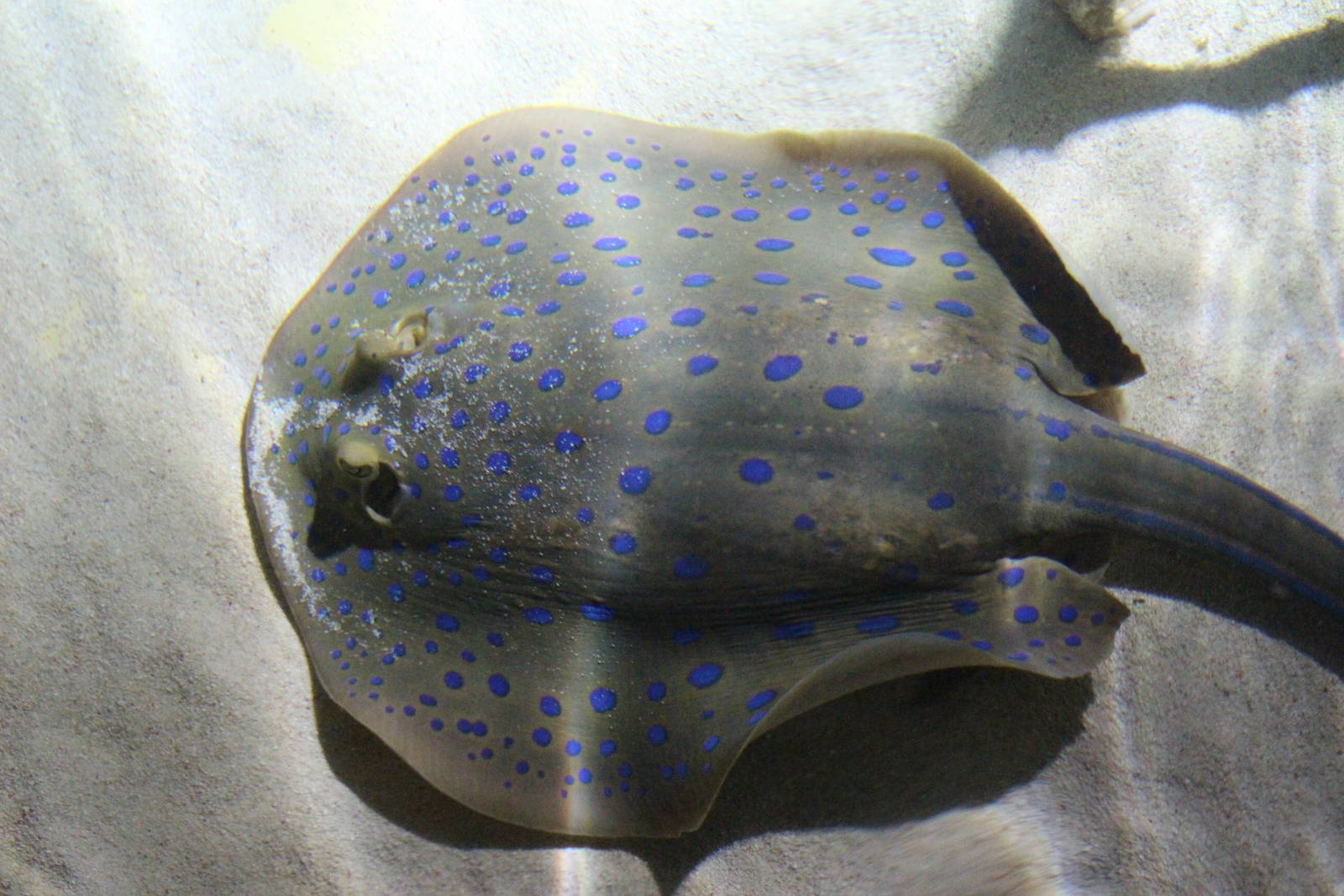 Blue-spotted Ribbontail Ray @ Living Coasts; 22.09.2016