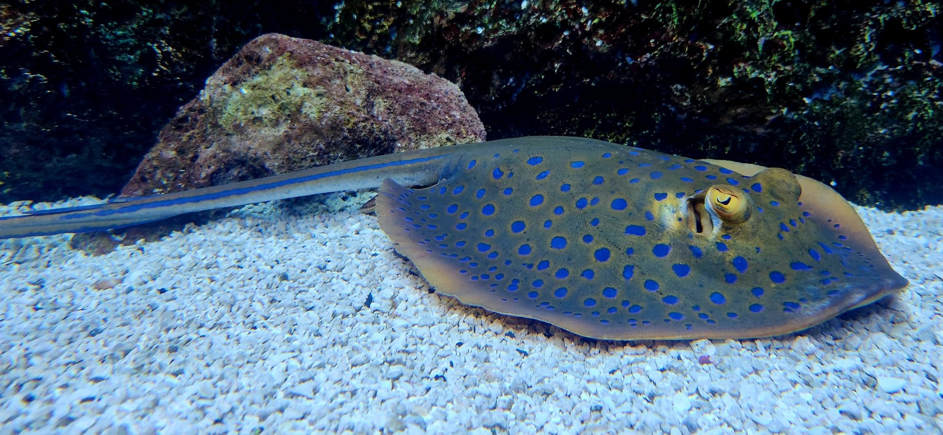 Blue-Spotted Ribbontail Ray (Taeniura lymma)