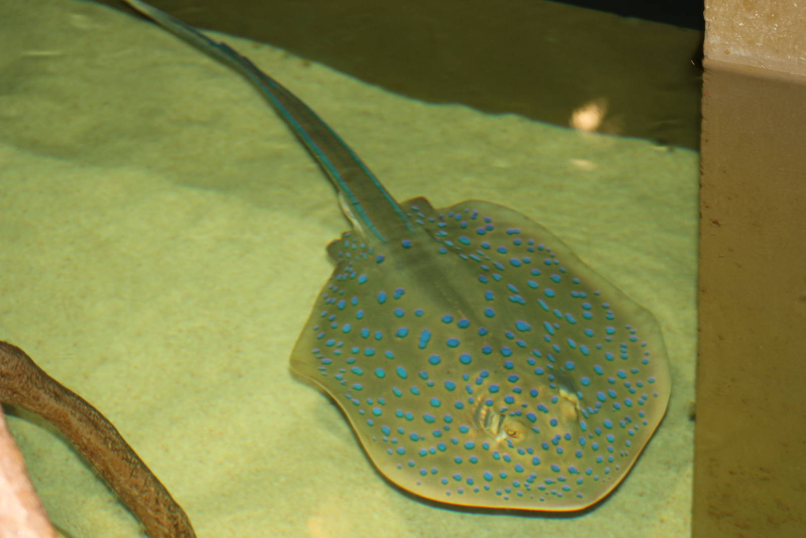 Blue-spotted ribbontail ray