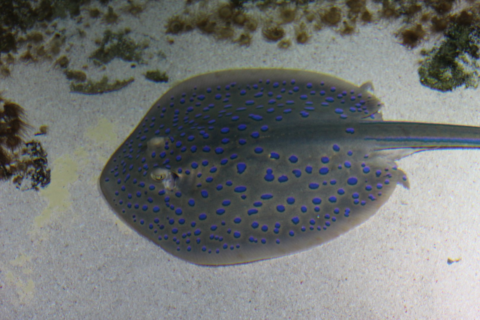 Blue-Spotted Ribbontail Ray