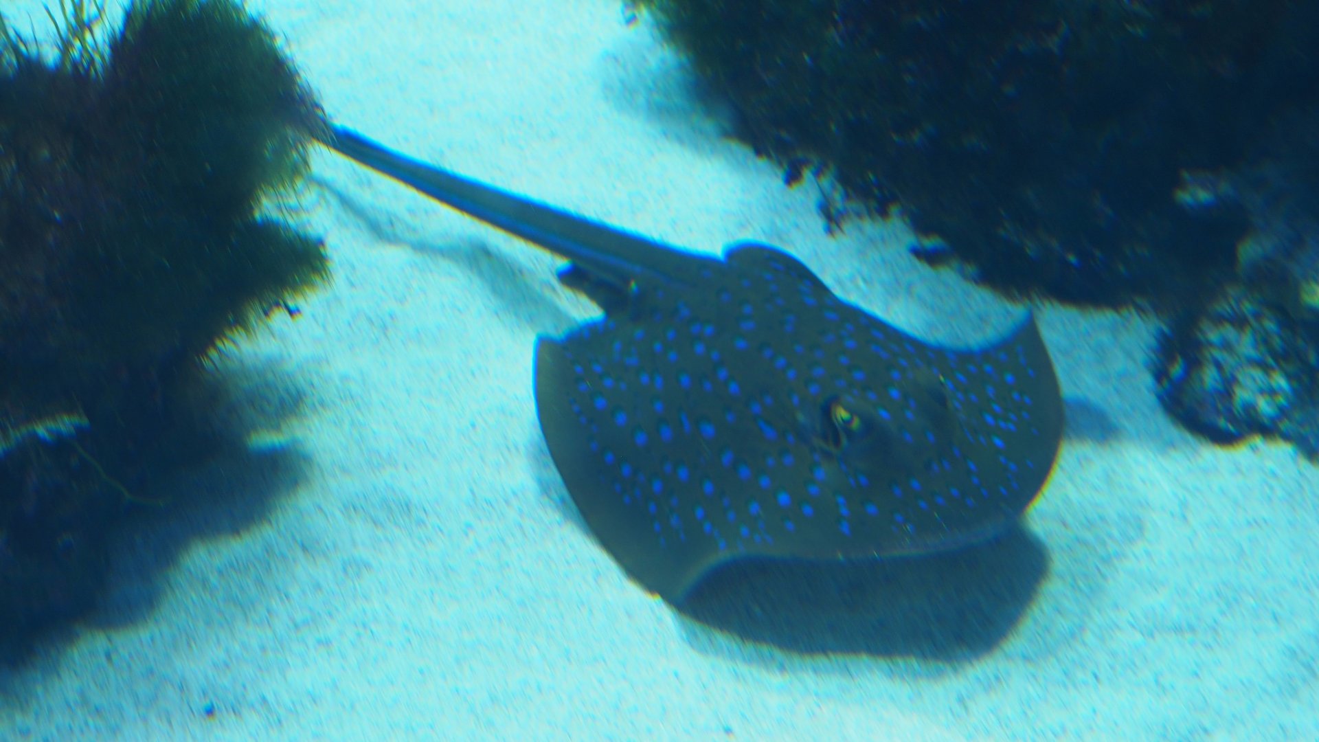 Blue Spotted Ribbontail Ray