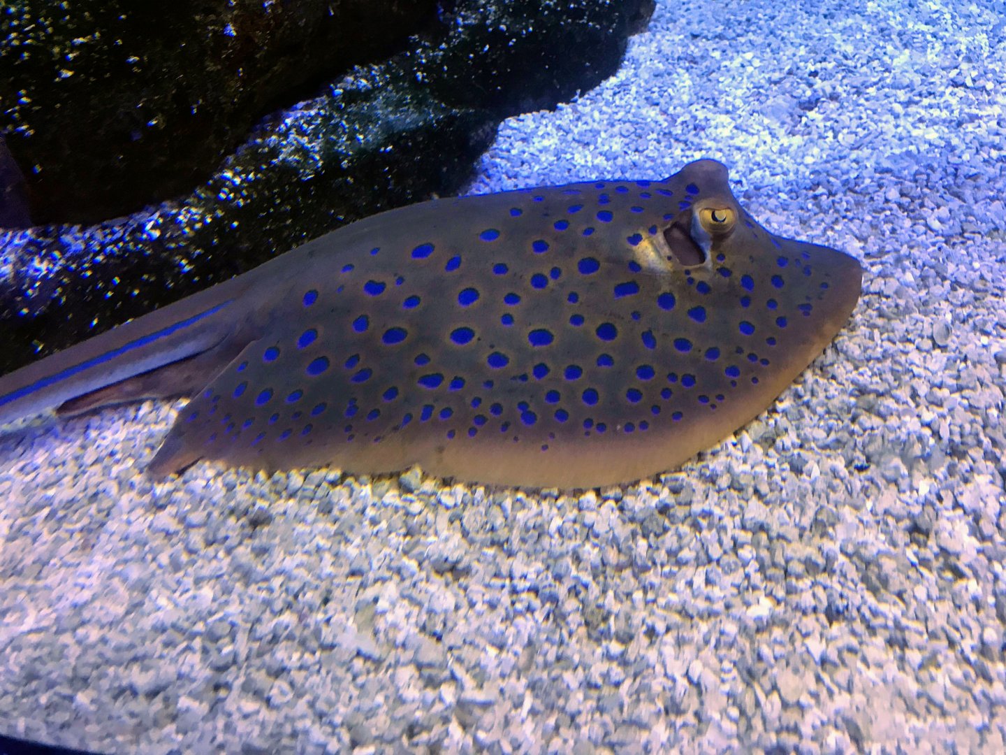 Blue-spotted Ribbontail Ray