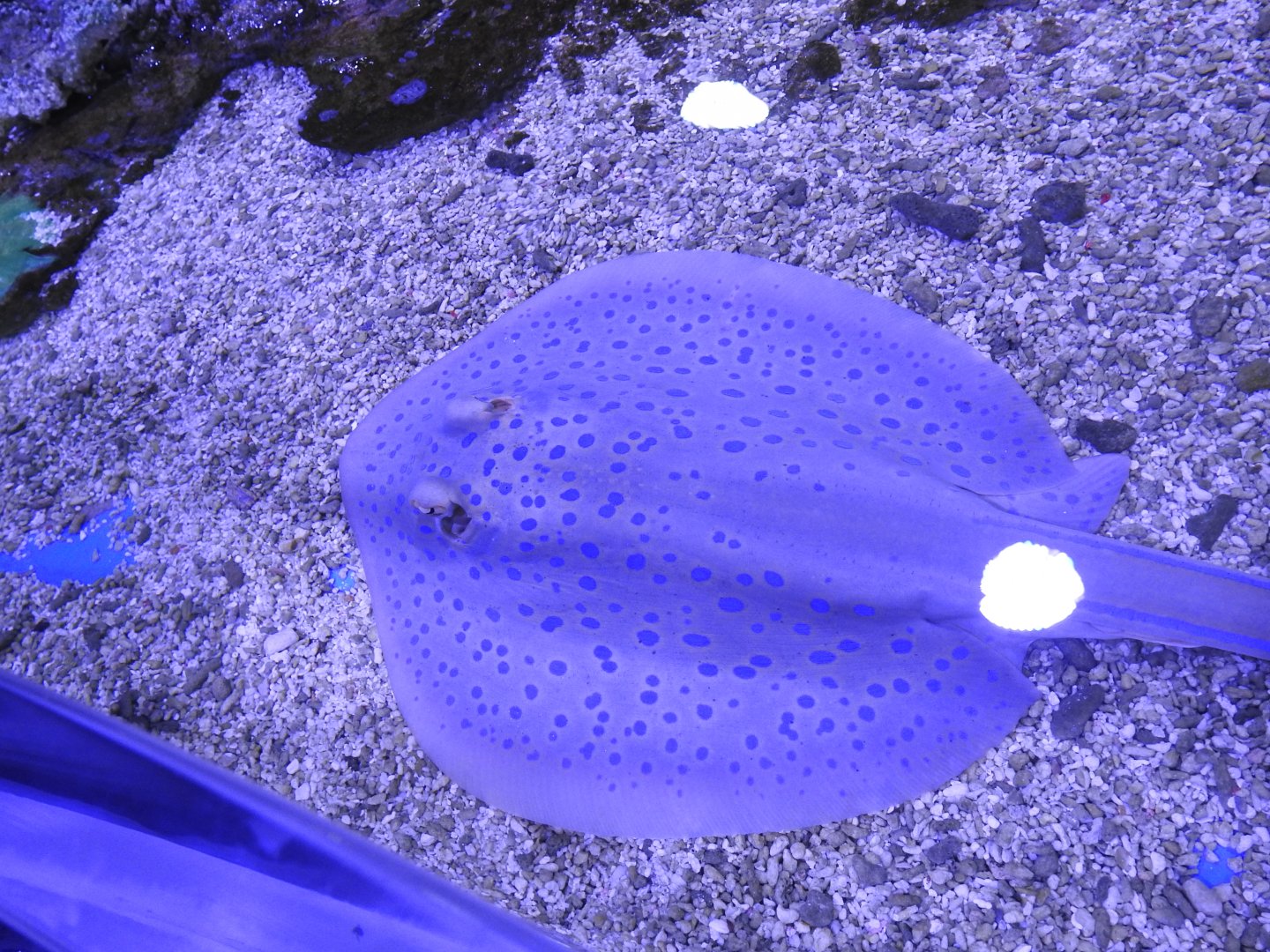 Blue-Spotted Ribbontail-Ray