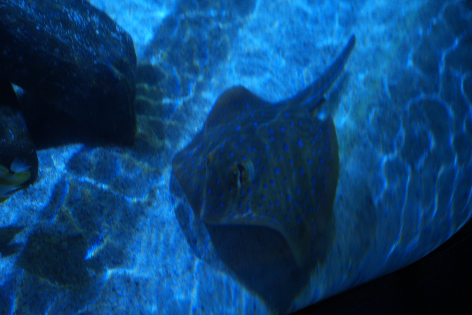 Blue Spotted Ribbontail Ray