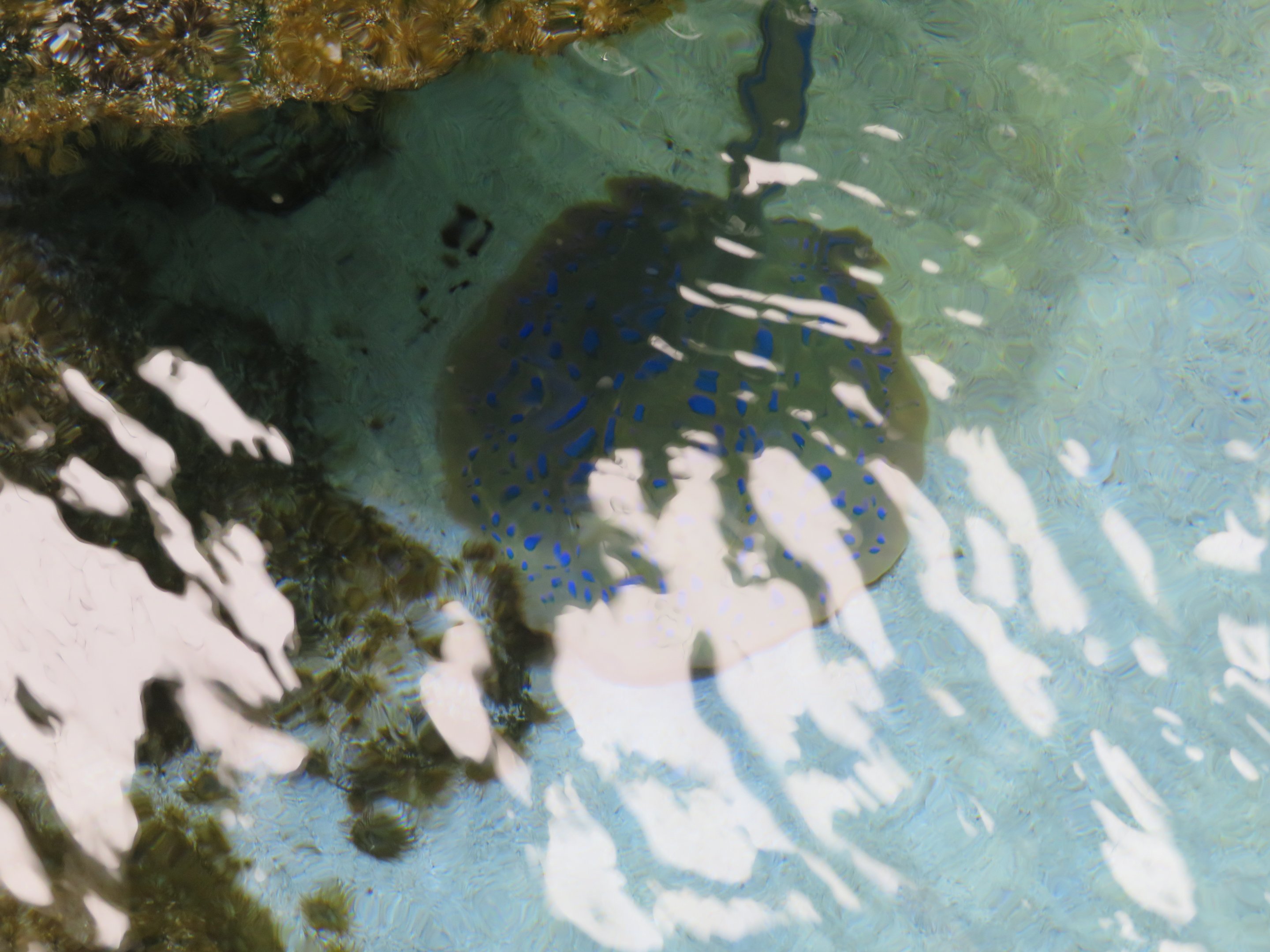 Blue-spotted Ribbontail Stingray