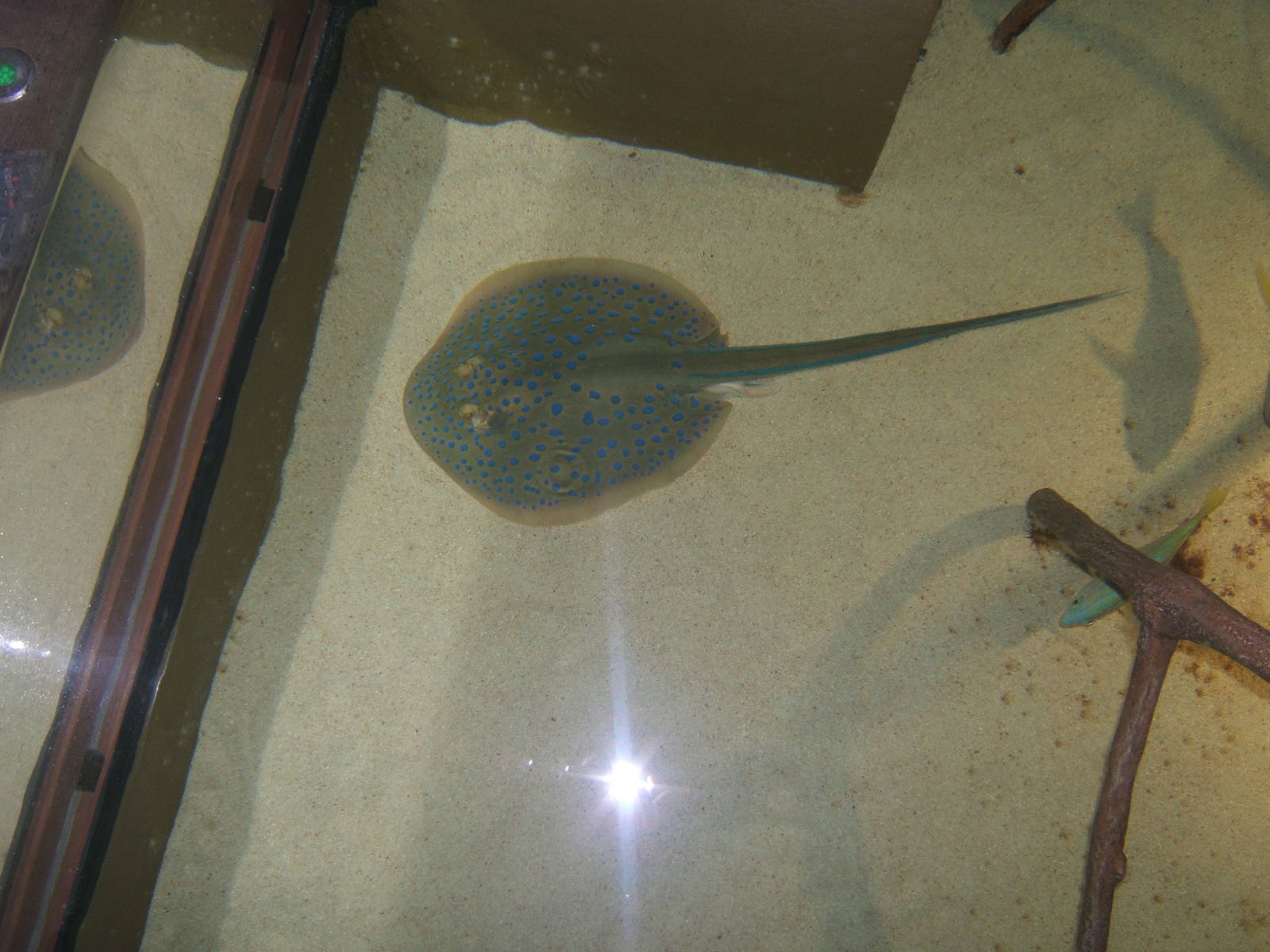 Blue-spotted Ribbontailed Ray