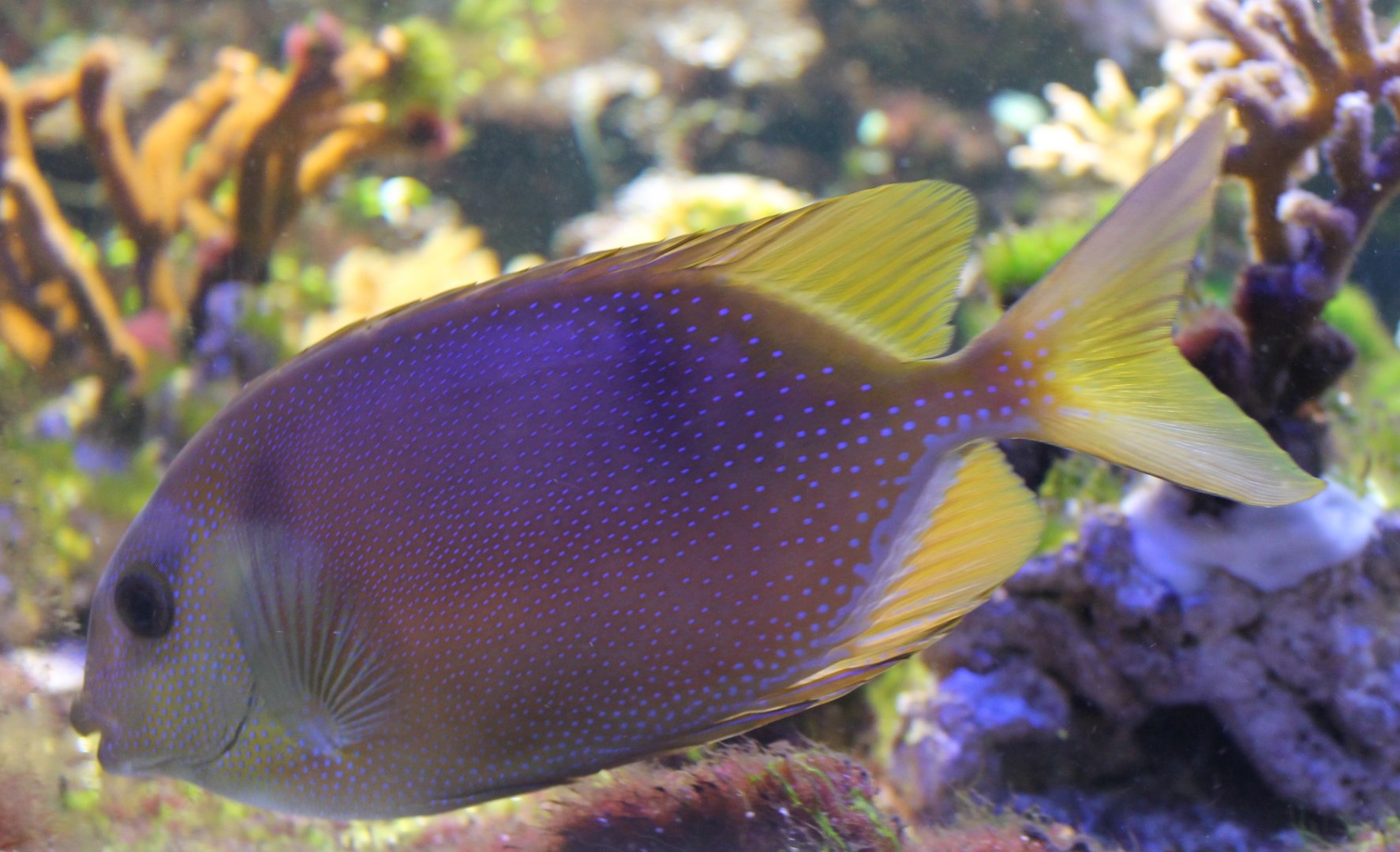 Blue-spotted spinefoot - Siganus corallinus