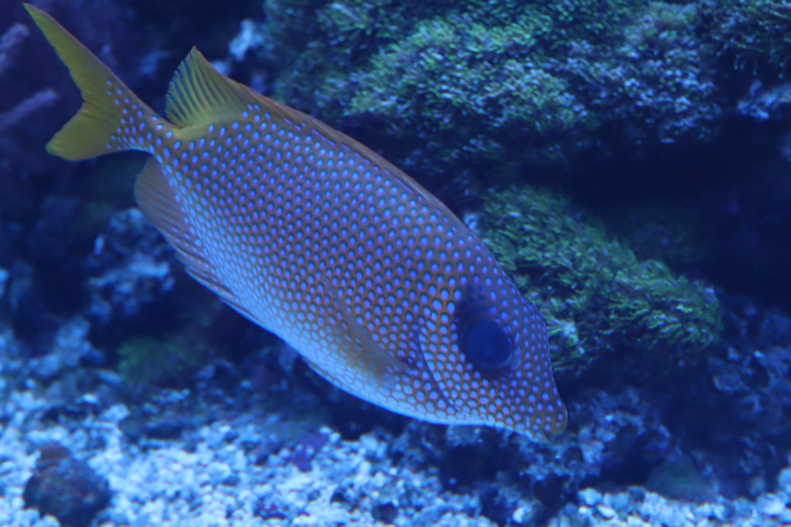 Blue-spotted Spinefoot