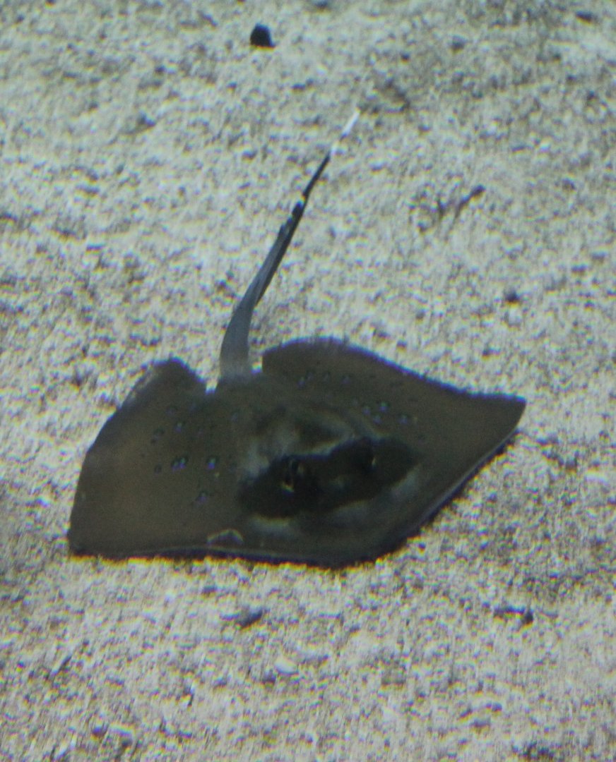 Blue-spotted sting-ray
