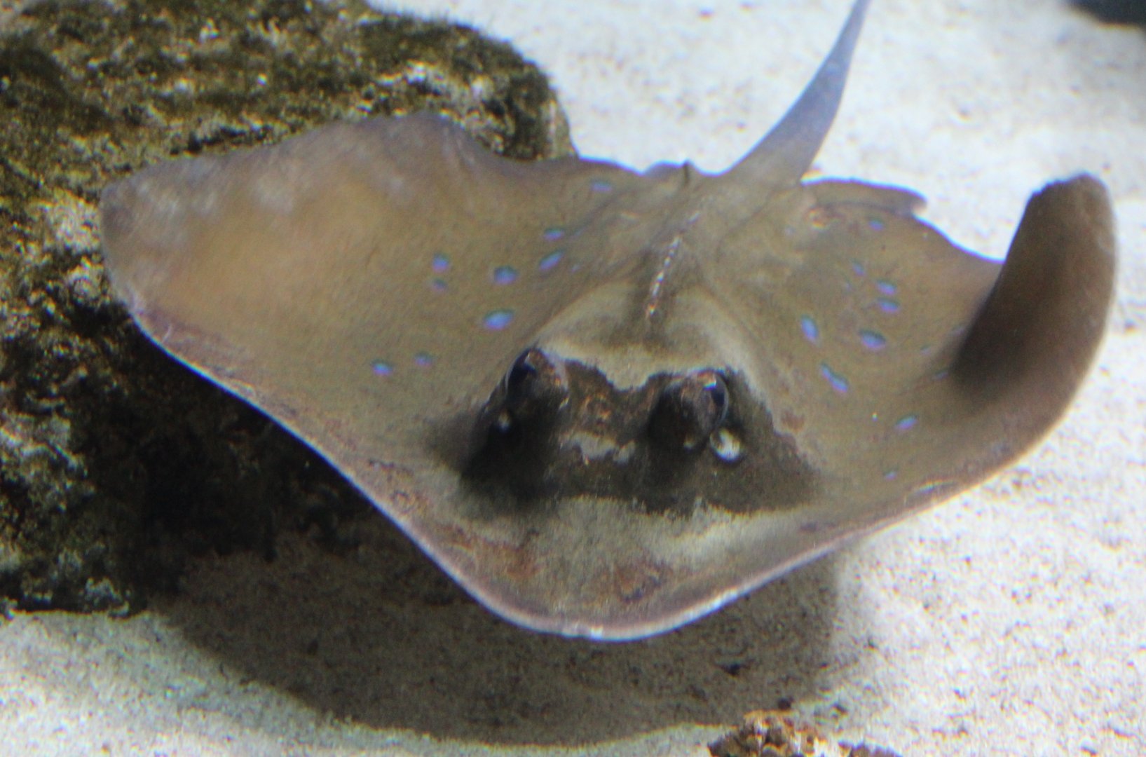 Blue-spotted stingraay - Neotrygon kuhlii