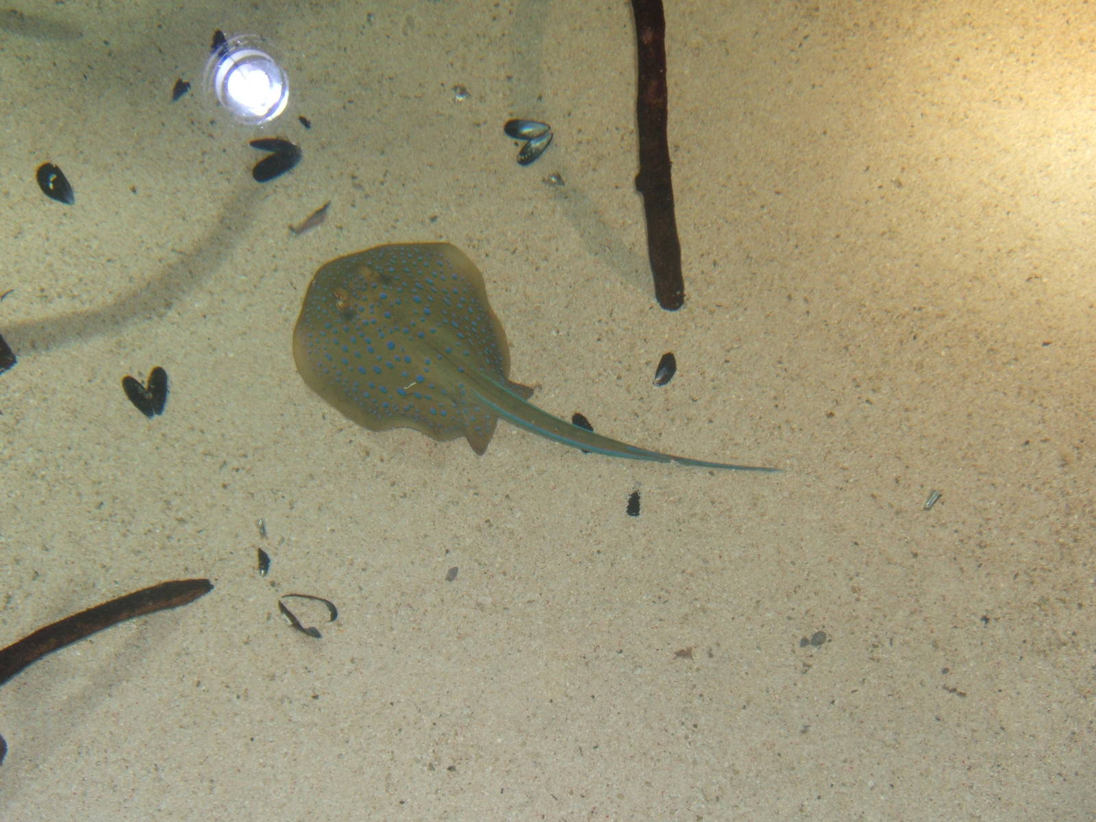 Blue-spotted Stingray (Dasyatis khulii)