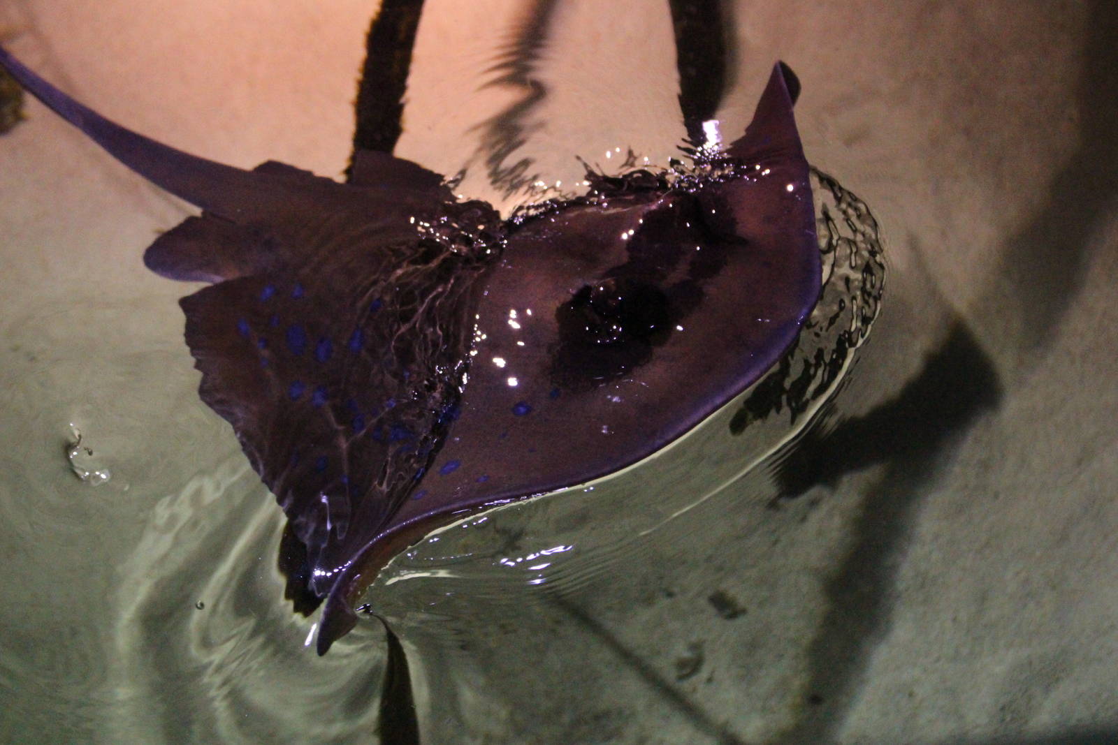 Blue-spotted Stingray @ Living Coasts; 22.09.2016