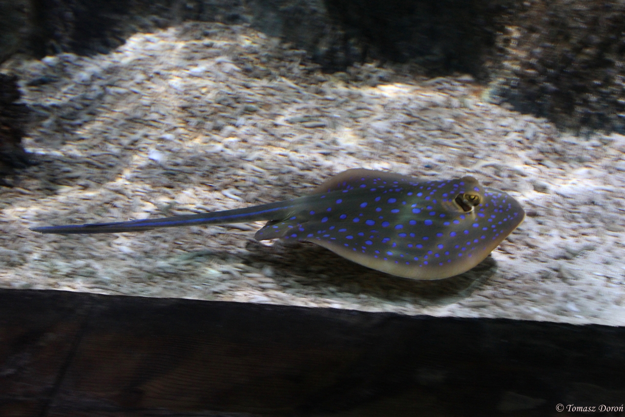 Blue-spotted Stingray (Taeniura lymma)