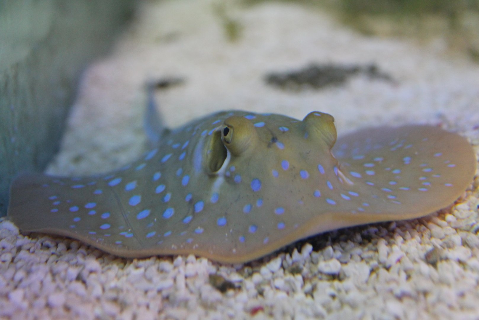 Blue-spotted stingray - Taeniura lymna