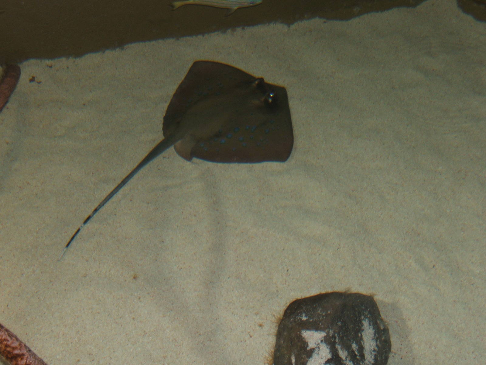 Blue-spotted Stingray