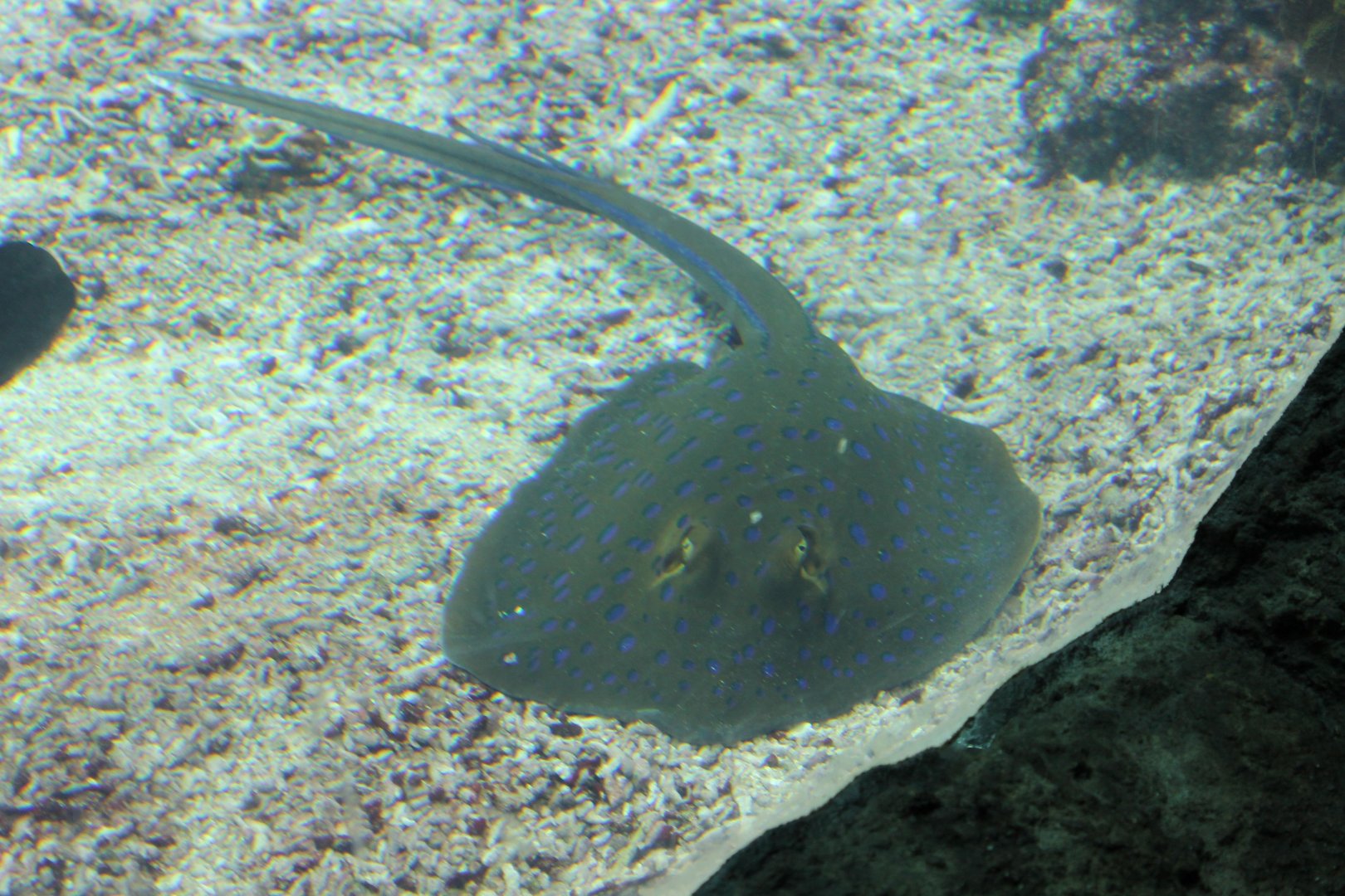 Blue-spotted stingray