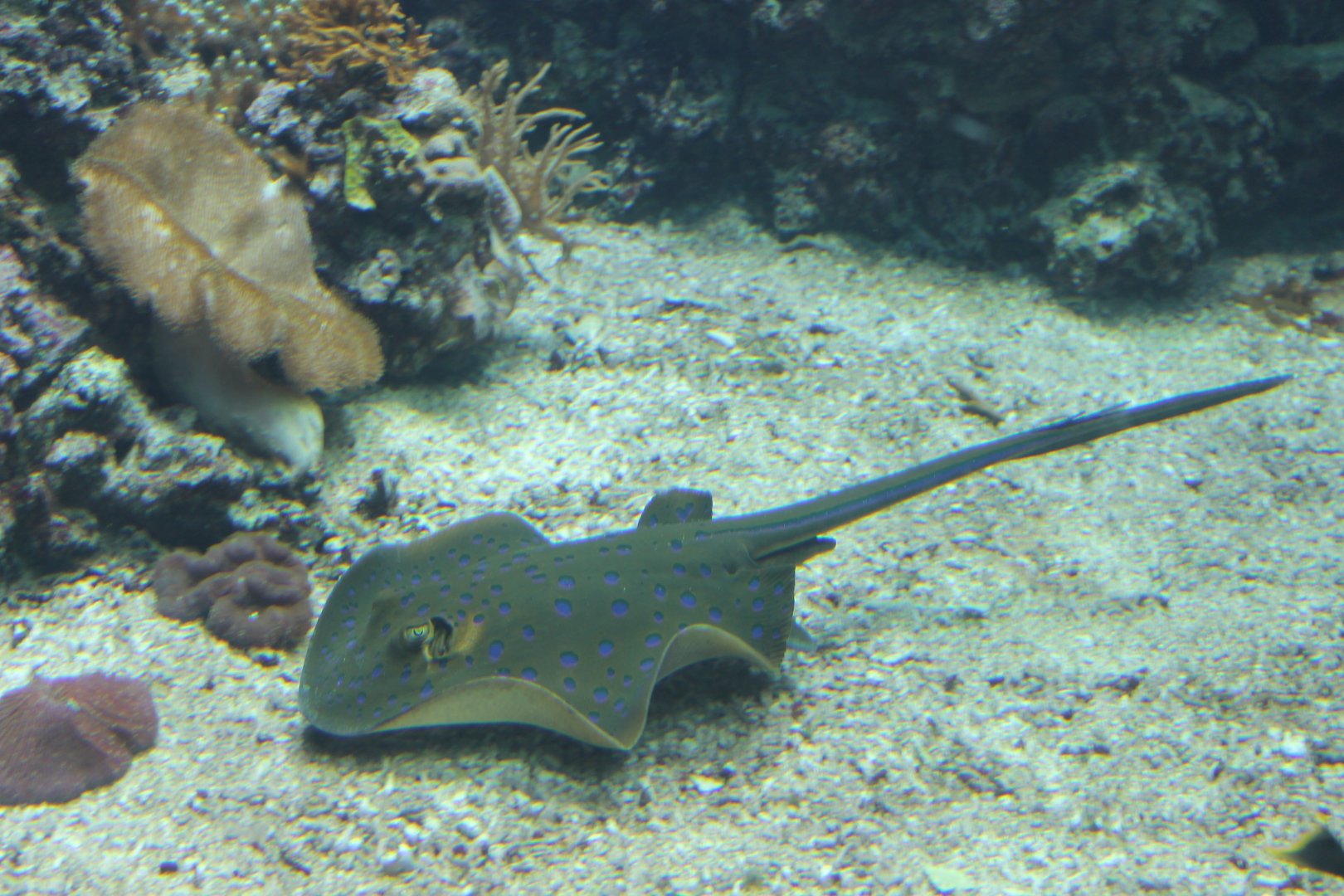 Blue-spotted stingray