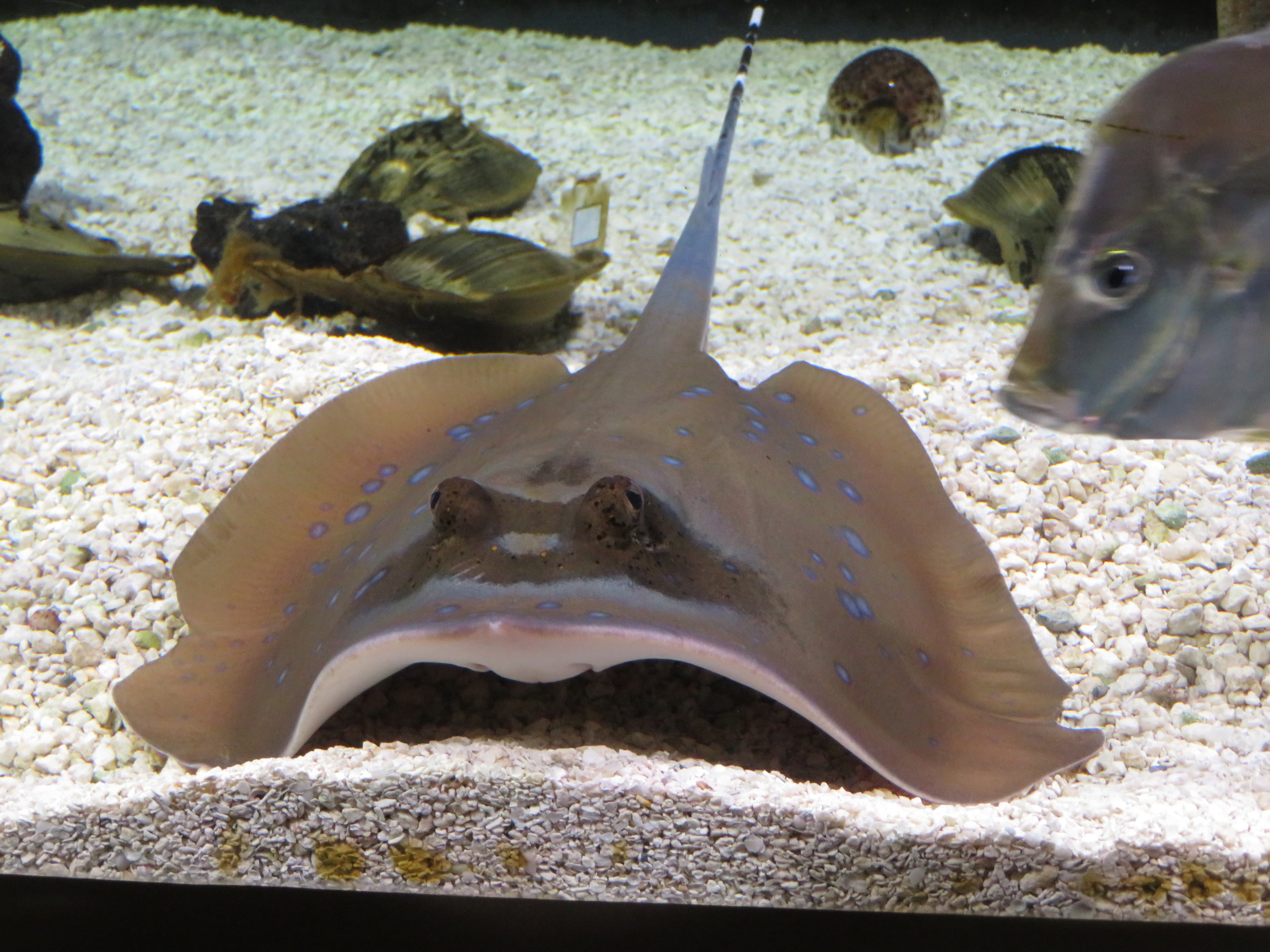 Blue-spotted Stingray