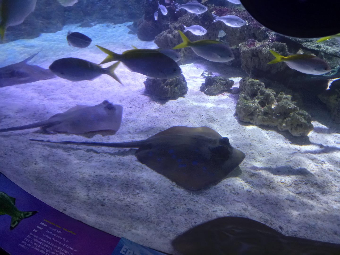 Blue-spotted Stingrays, Barred Flagtails and Yellowtail Fusiliers