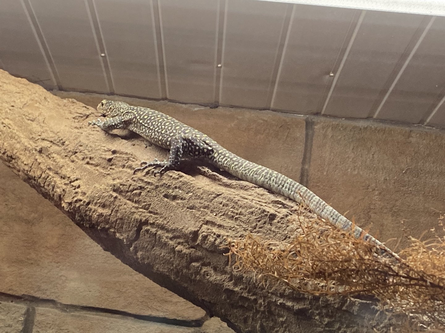 Blue-spotted tree monitor 160122