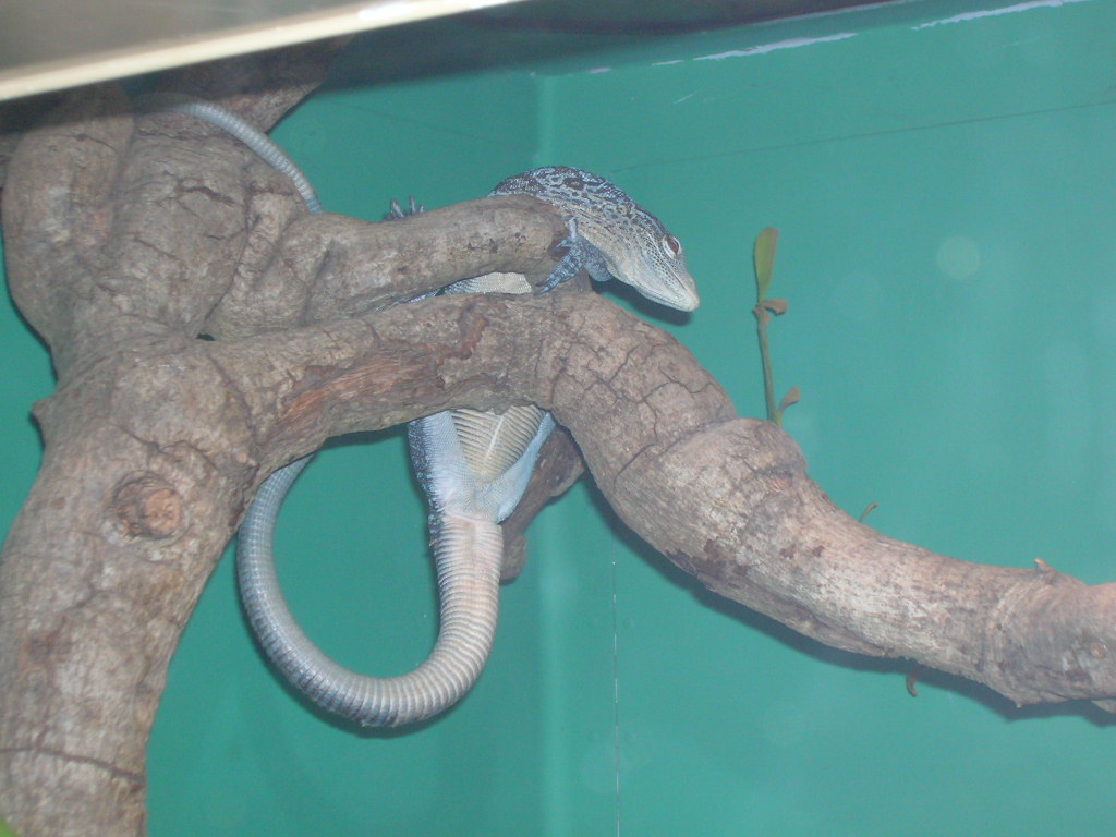 Blue-spotted Tree Monitor 5-17-10