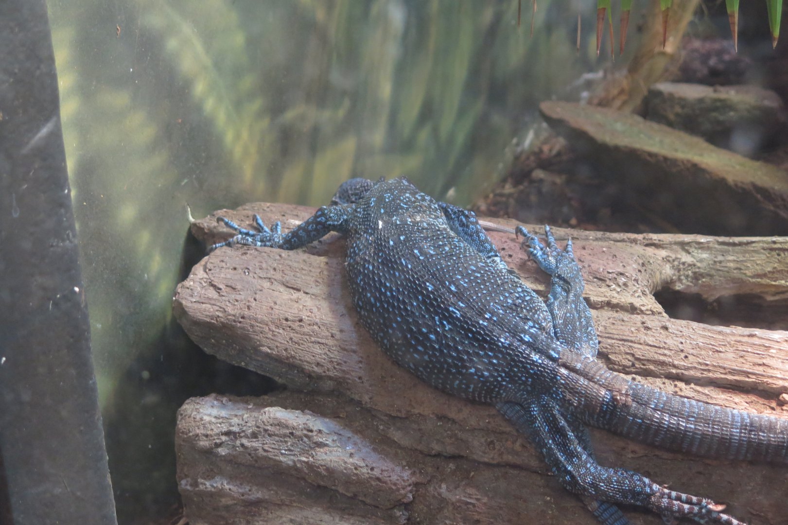 Blue Spotted Tree Monitor(8/23/2024)