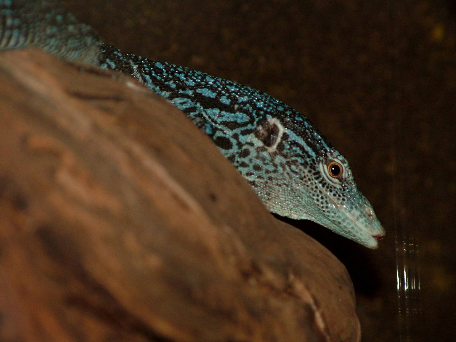 Blue-spotted Tree Monitor at Prague Terrarium, 26/08/12