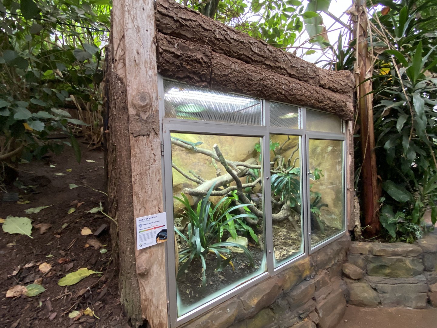 Blue-spotted tree monitor exhibit 050120