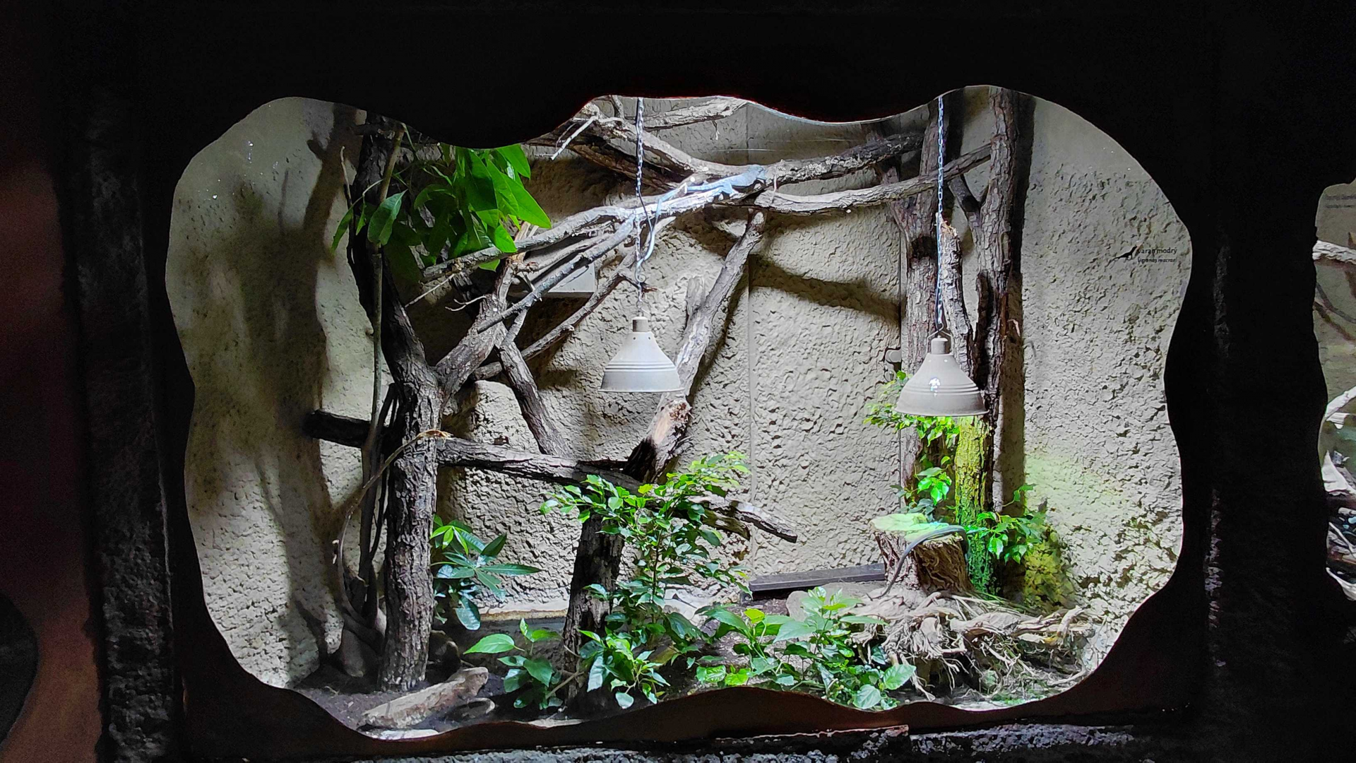 Blue-spotted tree monitor exhibit