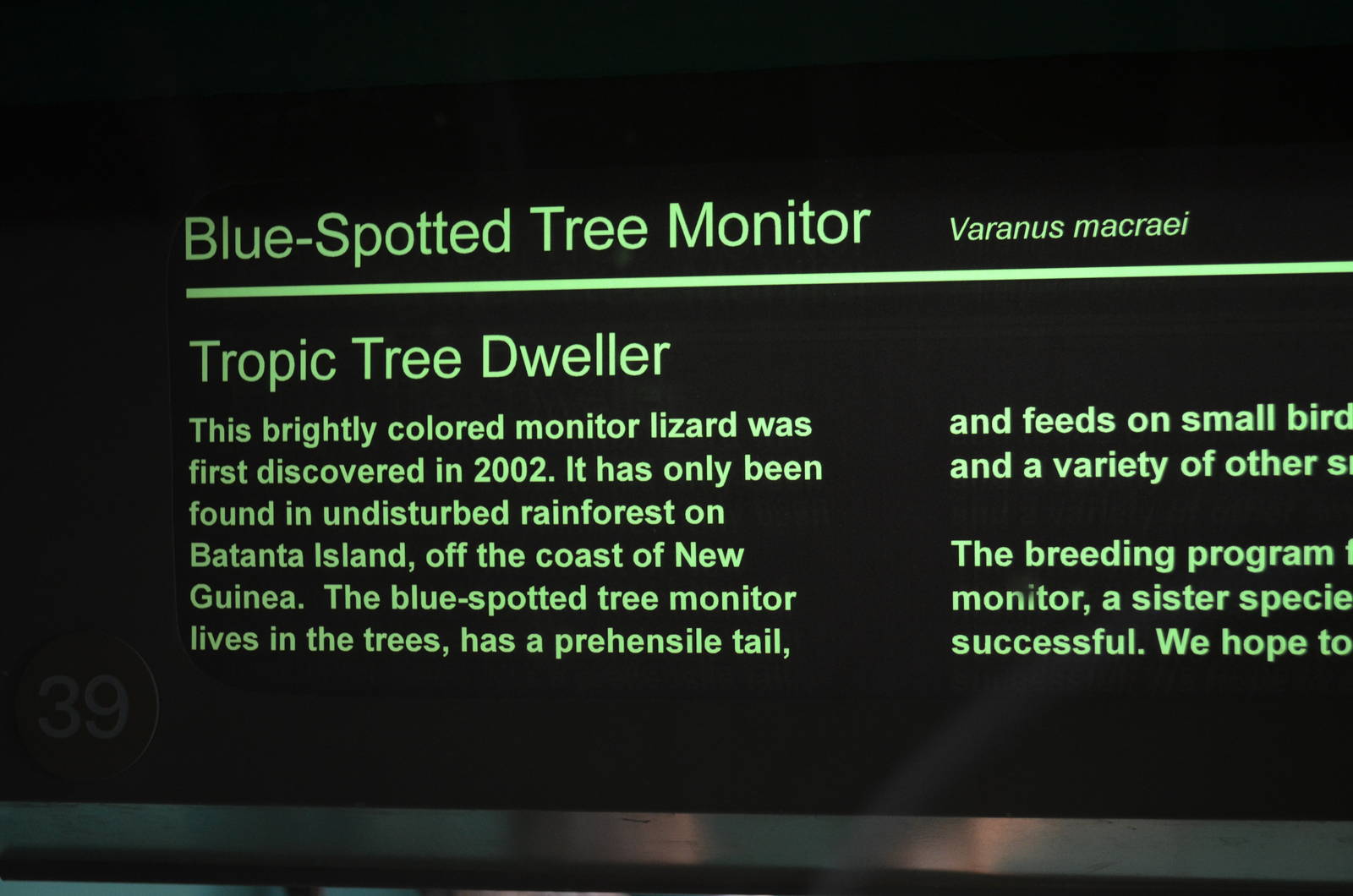 Blue-Spotted Tree Monitor Signage