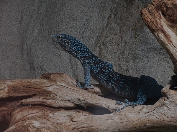 Blue-spotted tree monitor (Varanus macraei) (04/22)