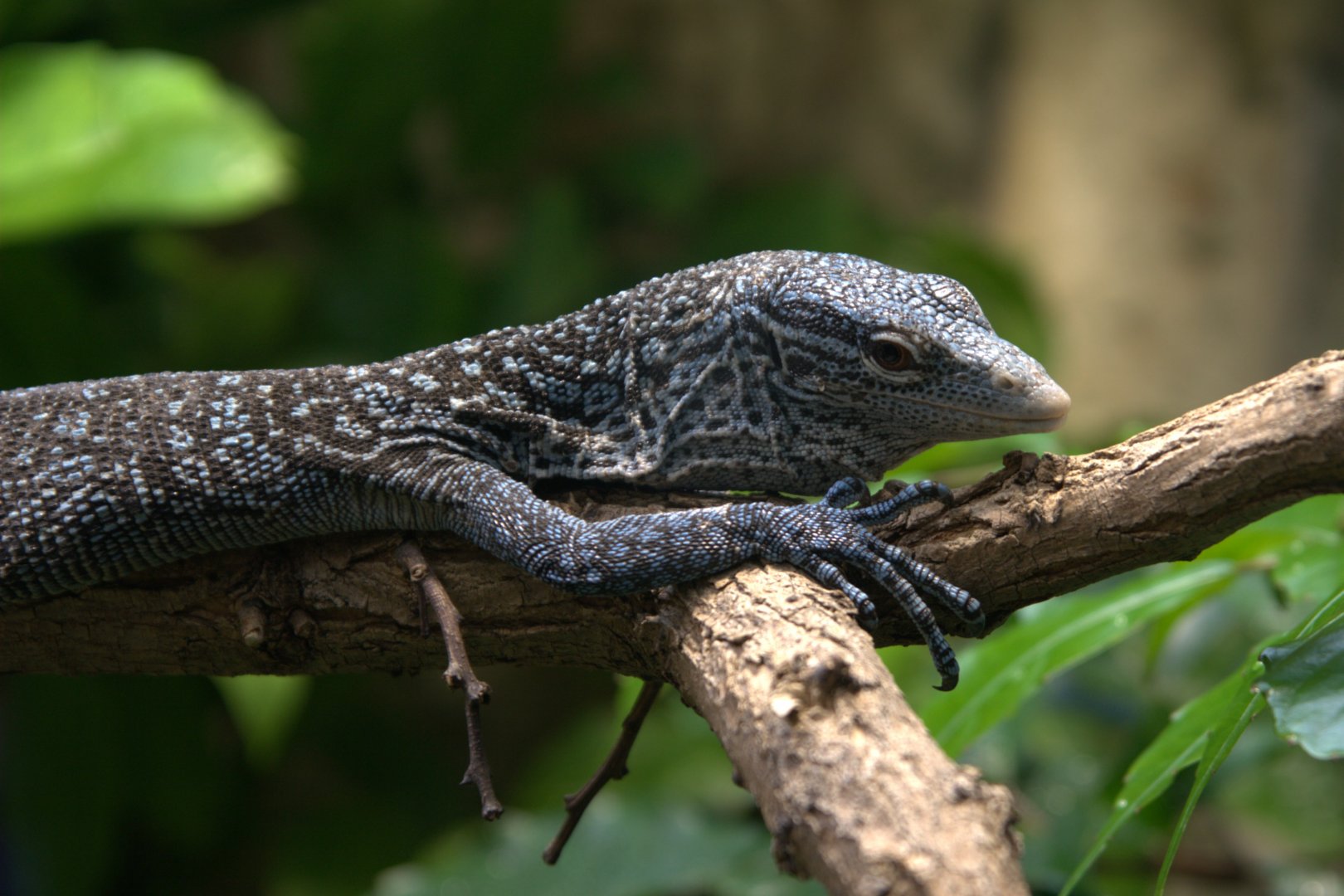 Blue-spotted Tree Monitor (Varanus macraei), 16-09-25