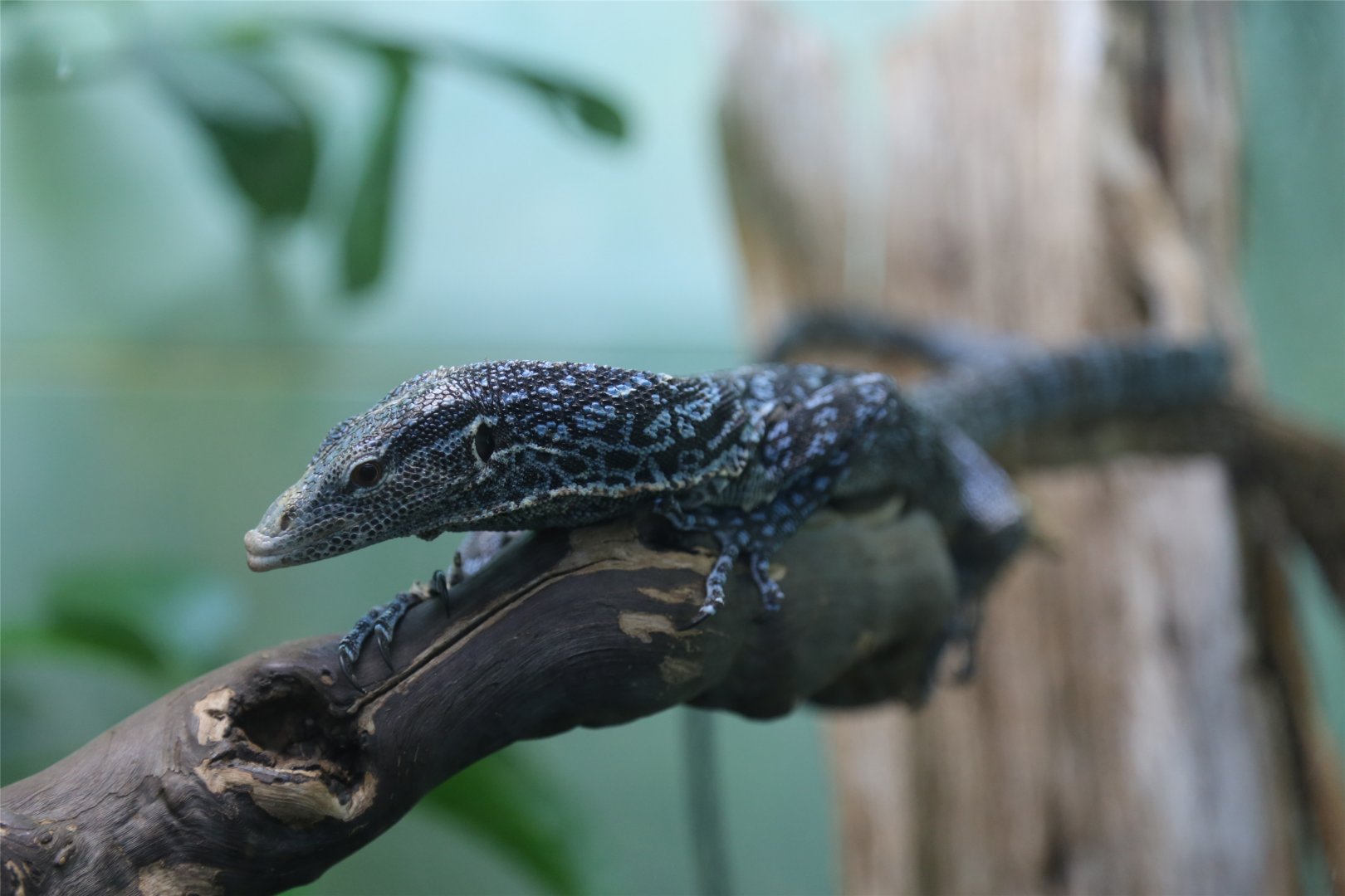 Blue-spotted Tree Monitor (Varanus macraei)