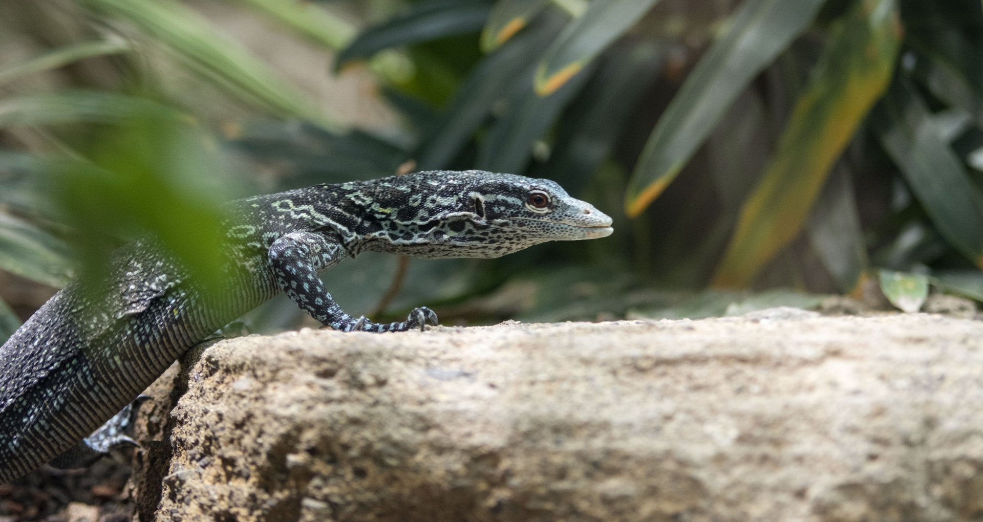 Blue-spotted tree monitor (Varanus macraei)
