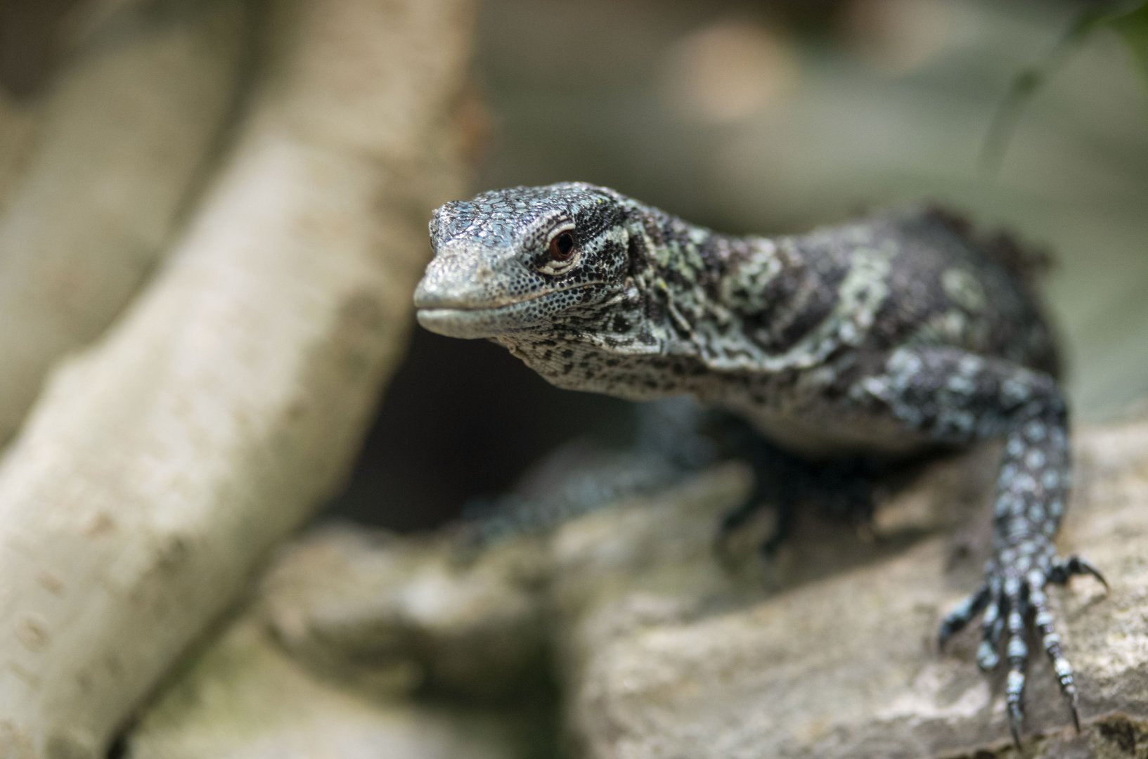 Blue-spotted tree monitor (Varanus macraei)