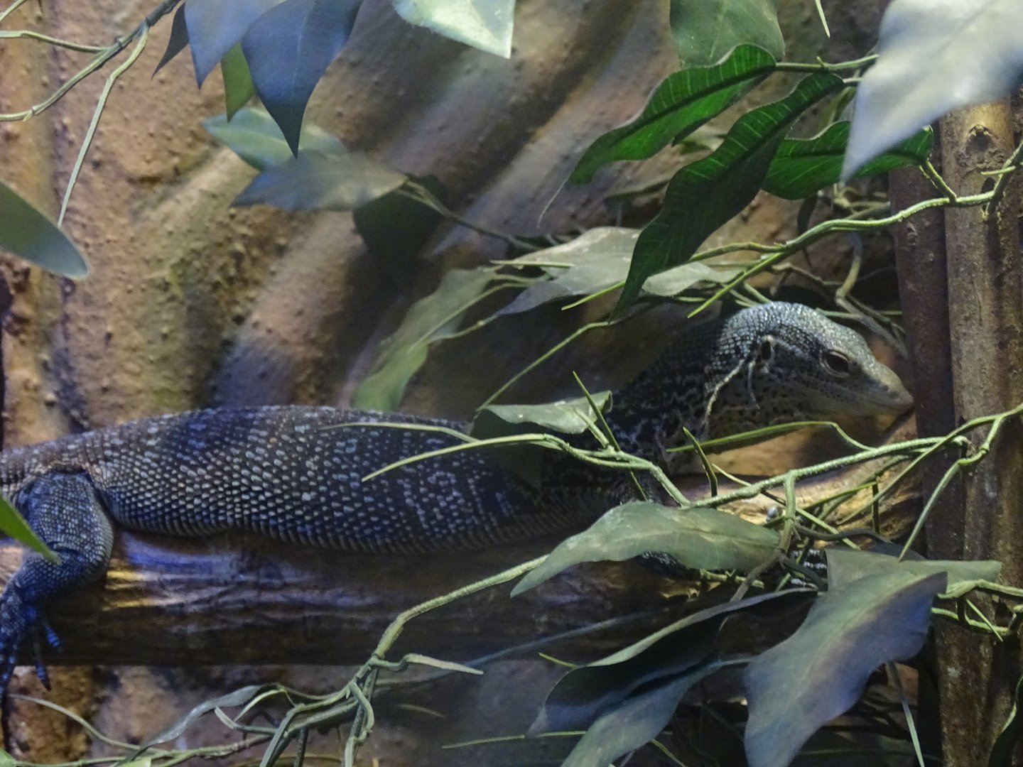 Blue-spotted tree monitor (Varanus macraei)