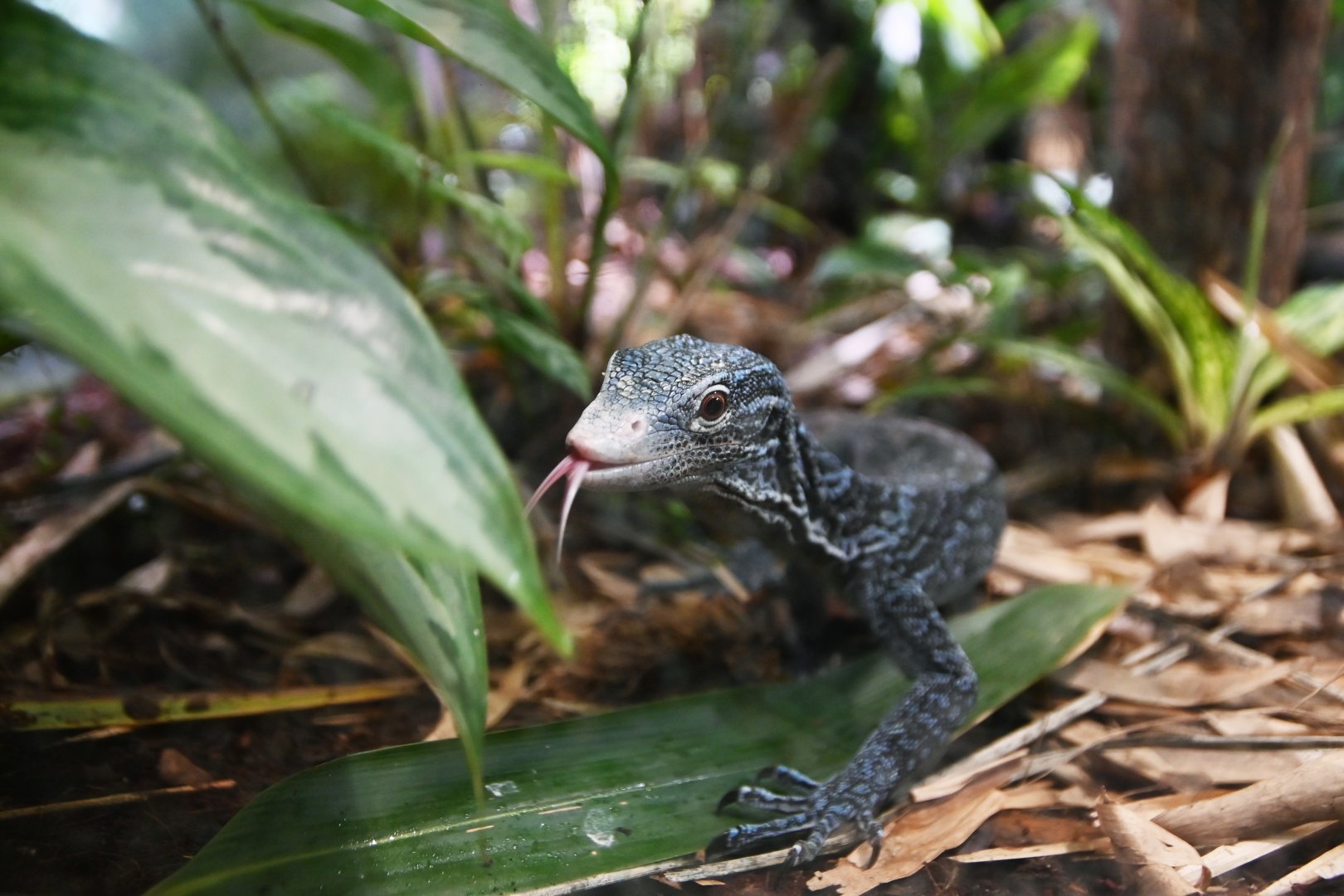 Blue-spotted tree monitor Varanus macraei