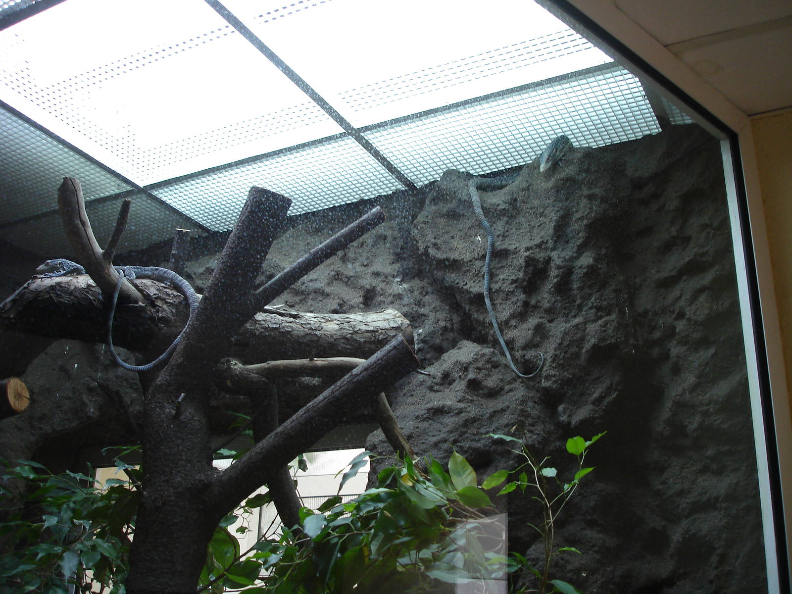 Blue-spotted Tree Monitor