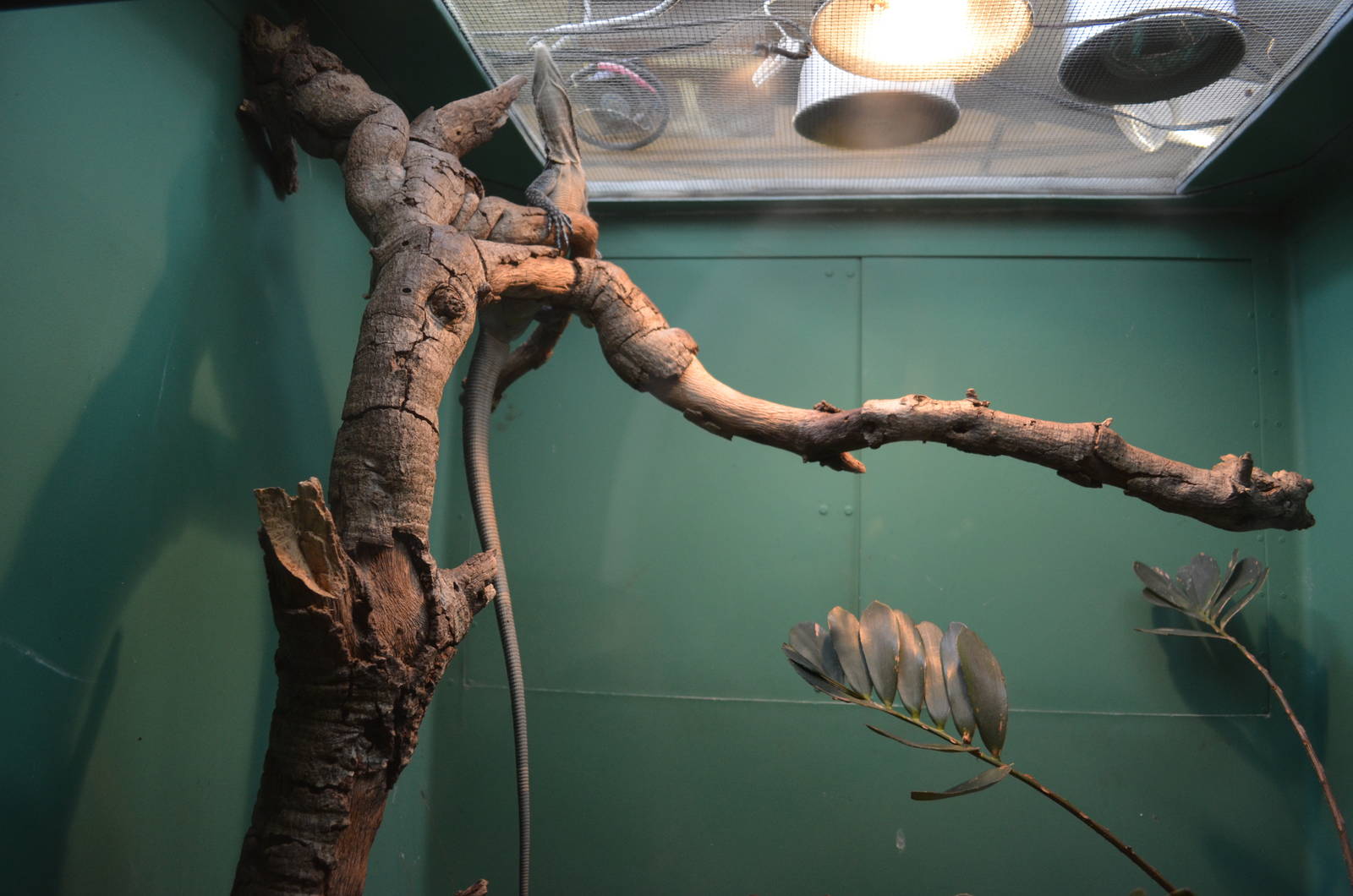 Blue-Spotted Tree Monitor