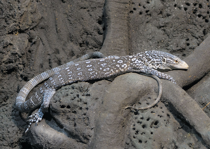 Blue-spotted tree monitor